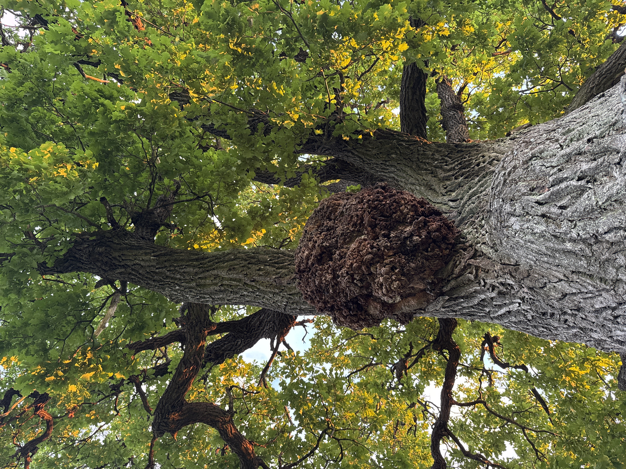 An upward angle shot captures the thick, gnarled trunk of a large oak tree, its bark deeply furrowed and gray. A prominent burl, a large, woody growth, protrudes from the trunk, its rough, dark brown surface textured like a cluster of dried mud. Branches spread out from the trunk, covered in vibrant green oak leaves that are dappled with golden sunlight filtering through the canopy. The background reveals glimpses of the sky, interspersed with more leaves and branches, suggesting a clear, possibly late afternoon, sky. The location is unknown, within a city that is also unknown.