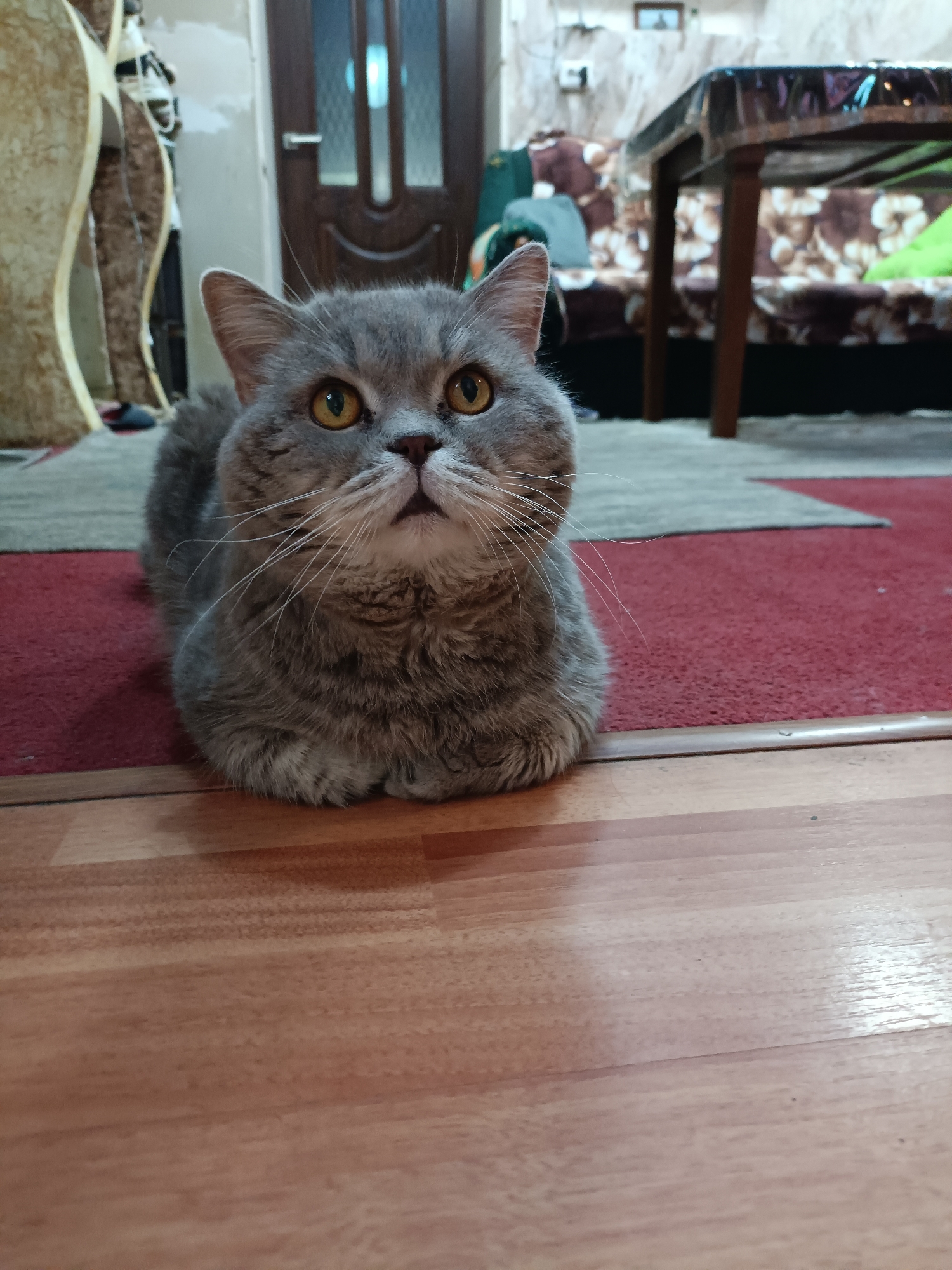 A grey cat with bright yellow eyes is lying on a wooden floor in what appears to be a living room. The cat is in a loaf position, with its paws tucked underneath its body. The background shows a red carpet, a table with a floral-patterned tablecloth, and a doorway. The scene is indoors, with the lighting suggesting it is daytime. There is no information provided to determine the location in the city of Bataysk, Russia.