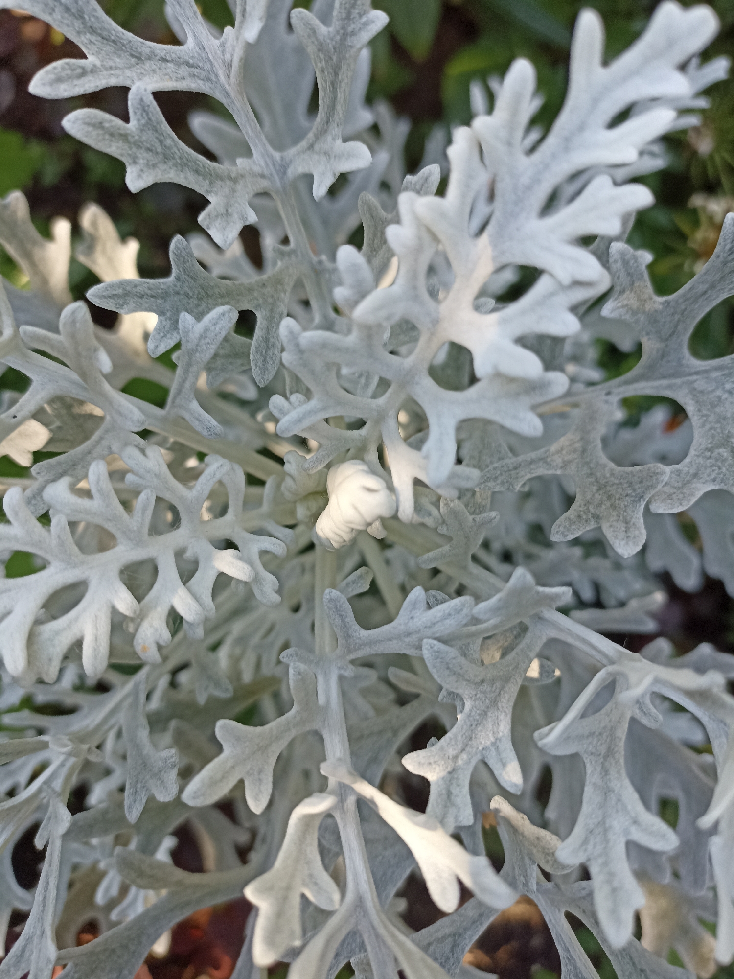 The image shows a close-up view of a dusty miller plant with its distinctive silver-grey, lobed leaves. The leaves are finely textured, giving them a soft, velvety appearance. The lighting highlights the delicate structure of the foliage, with some areas appearing brighter and others in shadow. The background is softly blurred, suggesting a natural outdoor setting with hints of green foliage and dark soil. There are no people or discernible objects that would indicate a specific location within the city of Mochische, Russia.