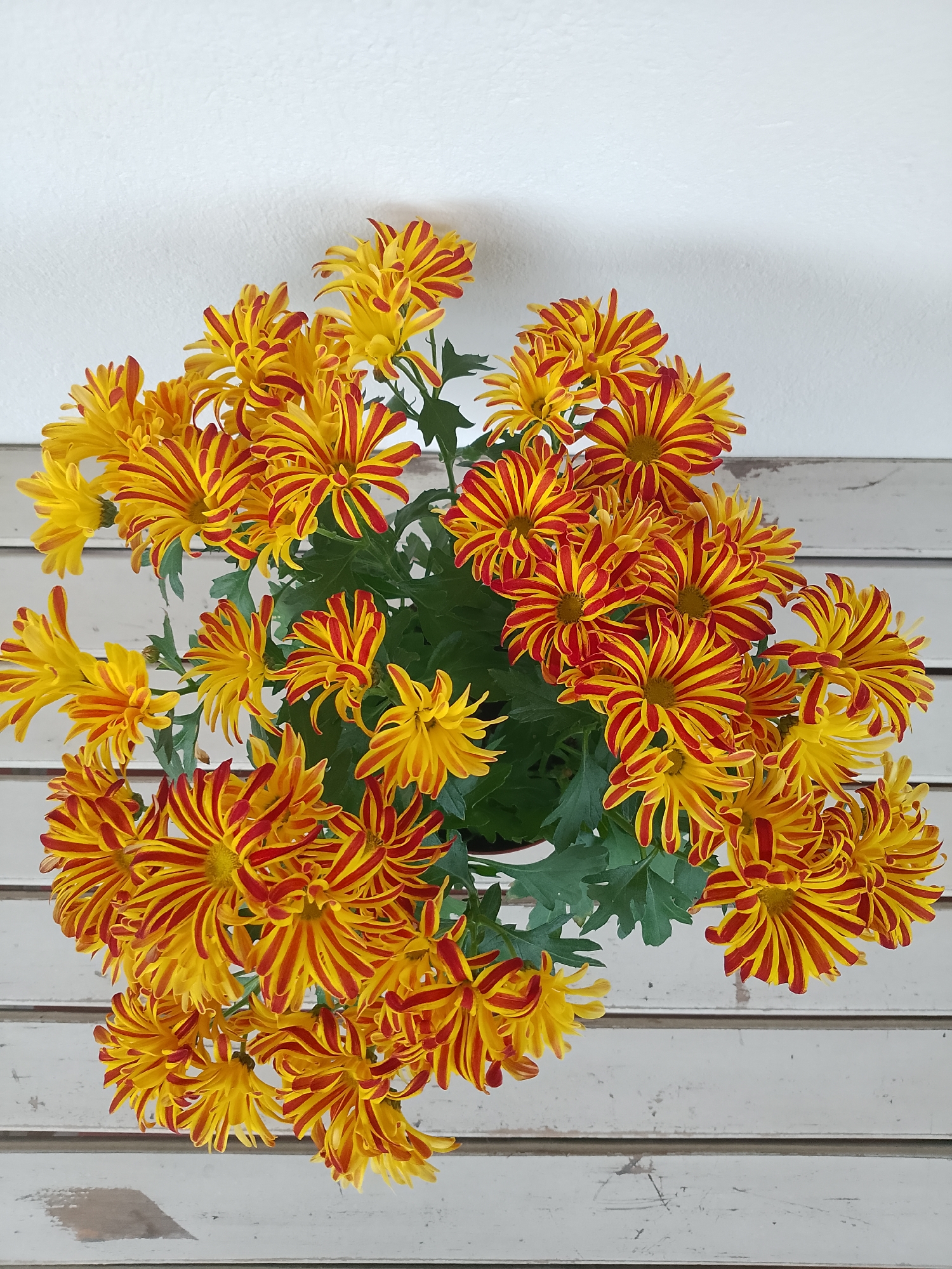 A top-down shot shows a pot of bright yellow and red striped chrysanthemum flowers against a white wooden surface. The flowers are in full bloom, with many petals radiating outwards. The background is a textured white wall. The image appears to be indoors, possibly in a home or a floral shop in Rheda-Wiedenbrück, Germany.
