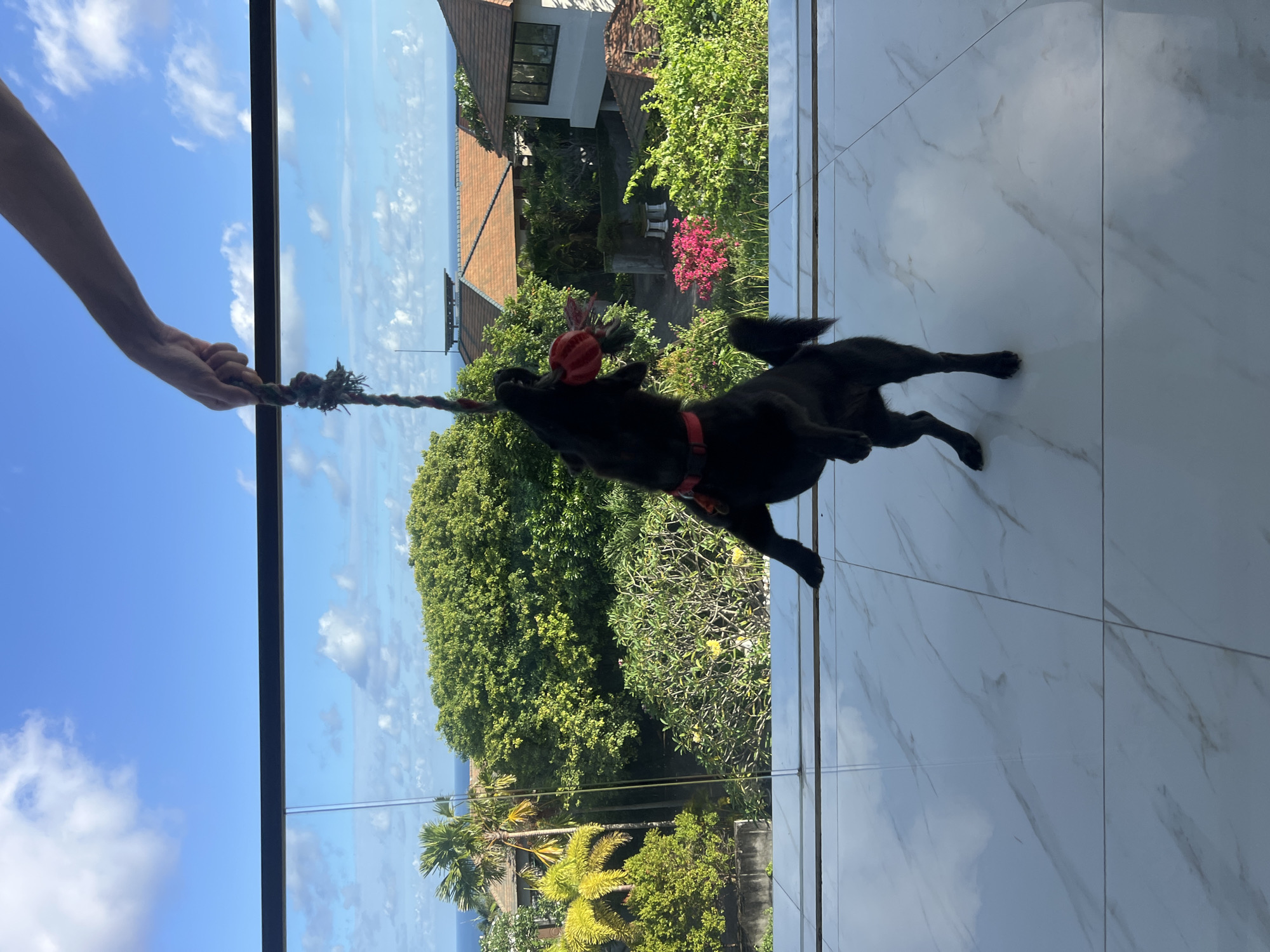 A black dog in Unknown, Unknown jumps in the air to grab a rope held by a human hand. The dog has a red collar and is playing with a red toy attached to the rope. The scene is viewed through a large window showing a blue sky, clouds, green trees, and a building. The floor inside is tiled with white marble.
