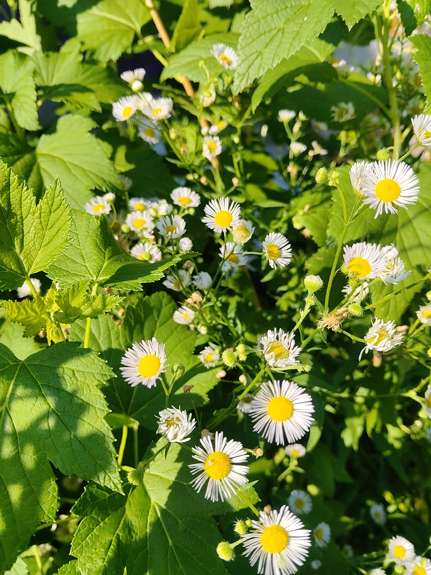 This is a close-up, eye-level photograph of a patch of daisies and green leaves in an outdoor setting. The flowers are small with white ray florets and yellow centers. Some of the flowers are in full bloom, while others are buds or have withered petals. The leaves are various shades of green and appear to be from different plants, with some having serrated edges. The lighting suggests it is daytime, with sunlight casting shadows on the leaves. The background is a blur of green foliage and some brown stems, indicating a natural, uncultivated environment. There is no indication of urban infrastructure or specific landmarks that would pinpoint this location to Kharkiv, Ukraine; it depicts a general natural scene.
