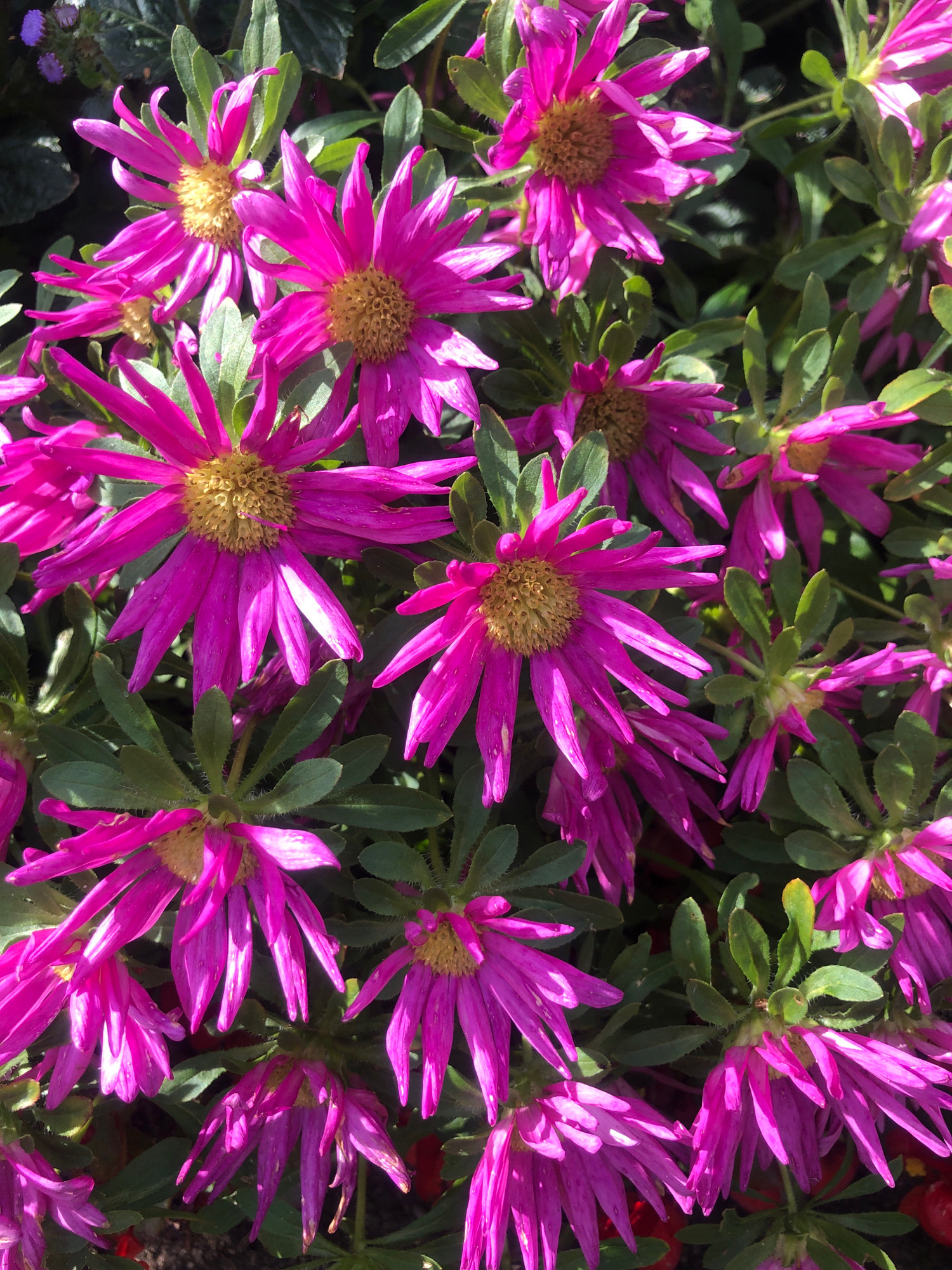 A close-up, overhead shot showcases a dense cluster of vibrant magenta daisy-like flowers with bright yellow centers. The petals are slender and pointed, some slightly curled or bent. The foliage is a deep green, with small, oval leaves. The lighting suggests a sunny day, casting dappled shadows. The image appears to be a photograph of flowers in a garden or park.