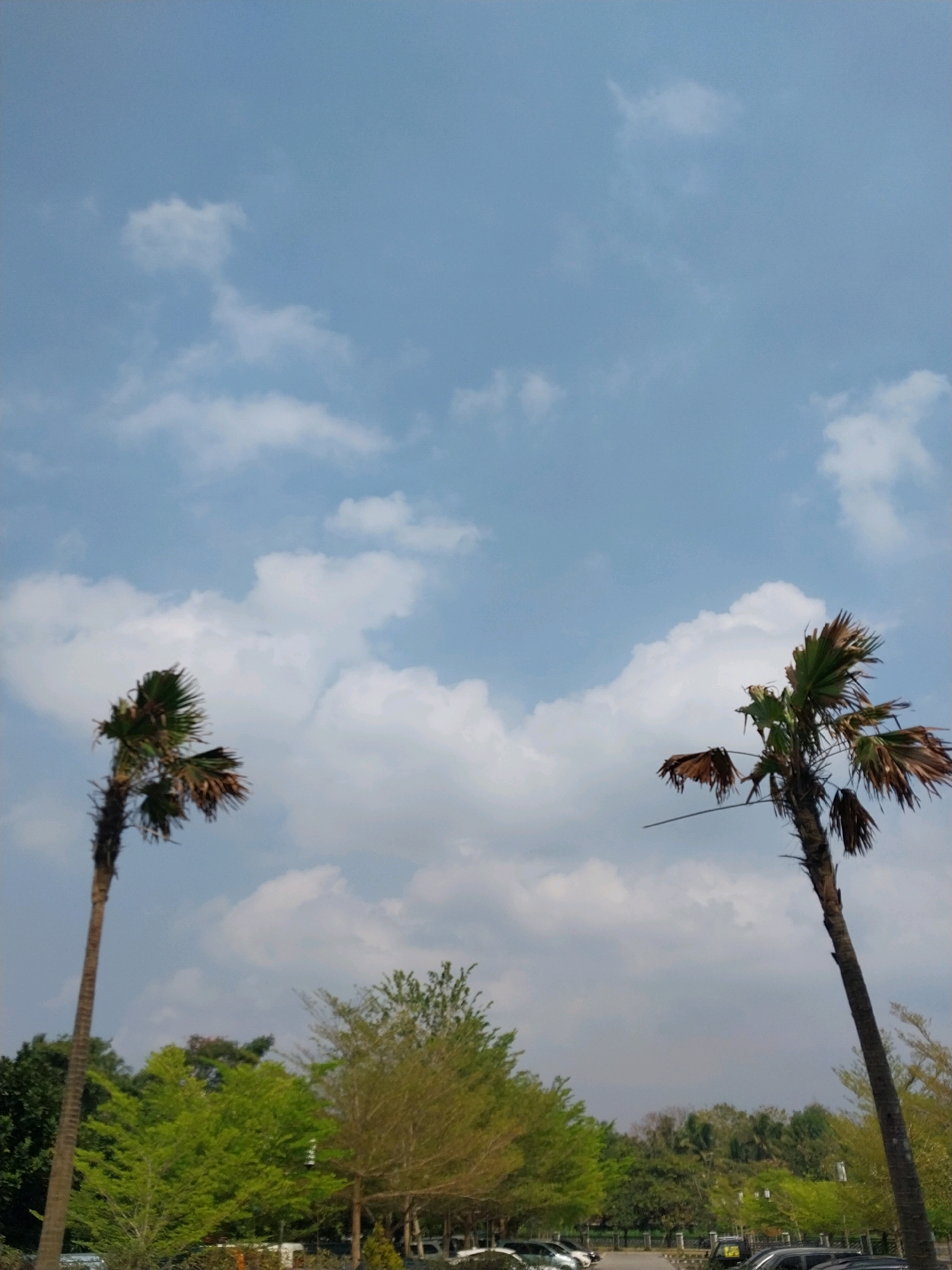 Two palm trees stand against a bright blue sky with scattered white clouds. The palm tree on the left is taller and thinner, leaning slightly to the right. The palm tree on the right is shorter and thicker, leaning to the left. Both trees have sparse green fronds at their tops. Below the palm trees, a line of trees with varying shades of green and yellow foliage stretches across the horizon. In the distance, what appears to be a parking lot with several cars is visible. The scene suggests an outdoor setting, possibly a park or a public area, in Wates, Indonesia.