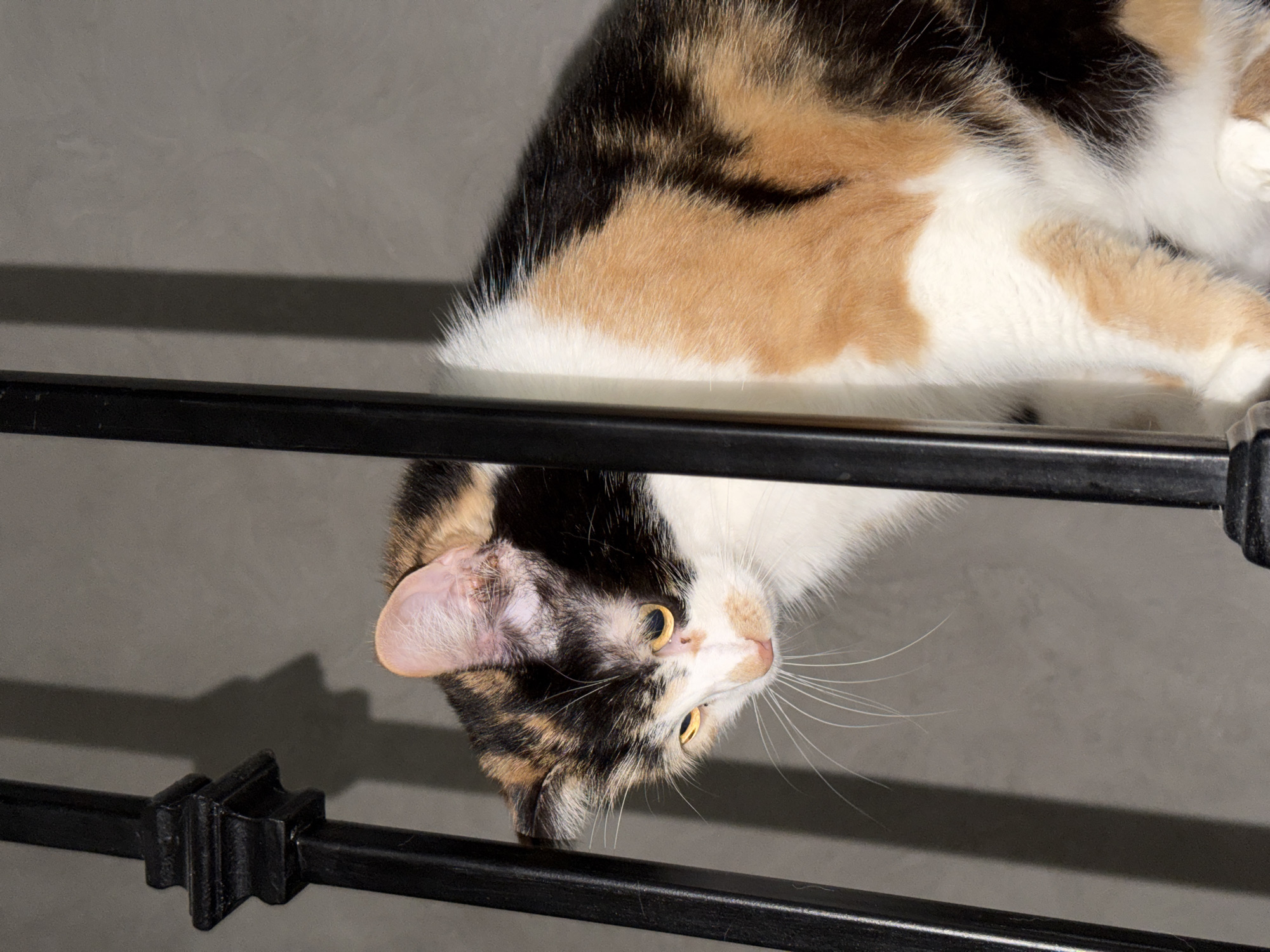 A calico cat rests on a black metal railing against a gray wall. The cat's head hangs upside down between the railings, displaying its face with yellow eyes and white whiskers. Its body lies across the top railing. The location is Rossiyskiy, Russia.