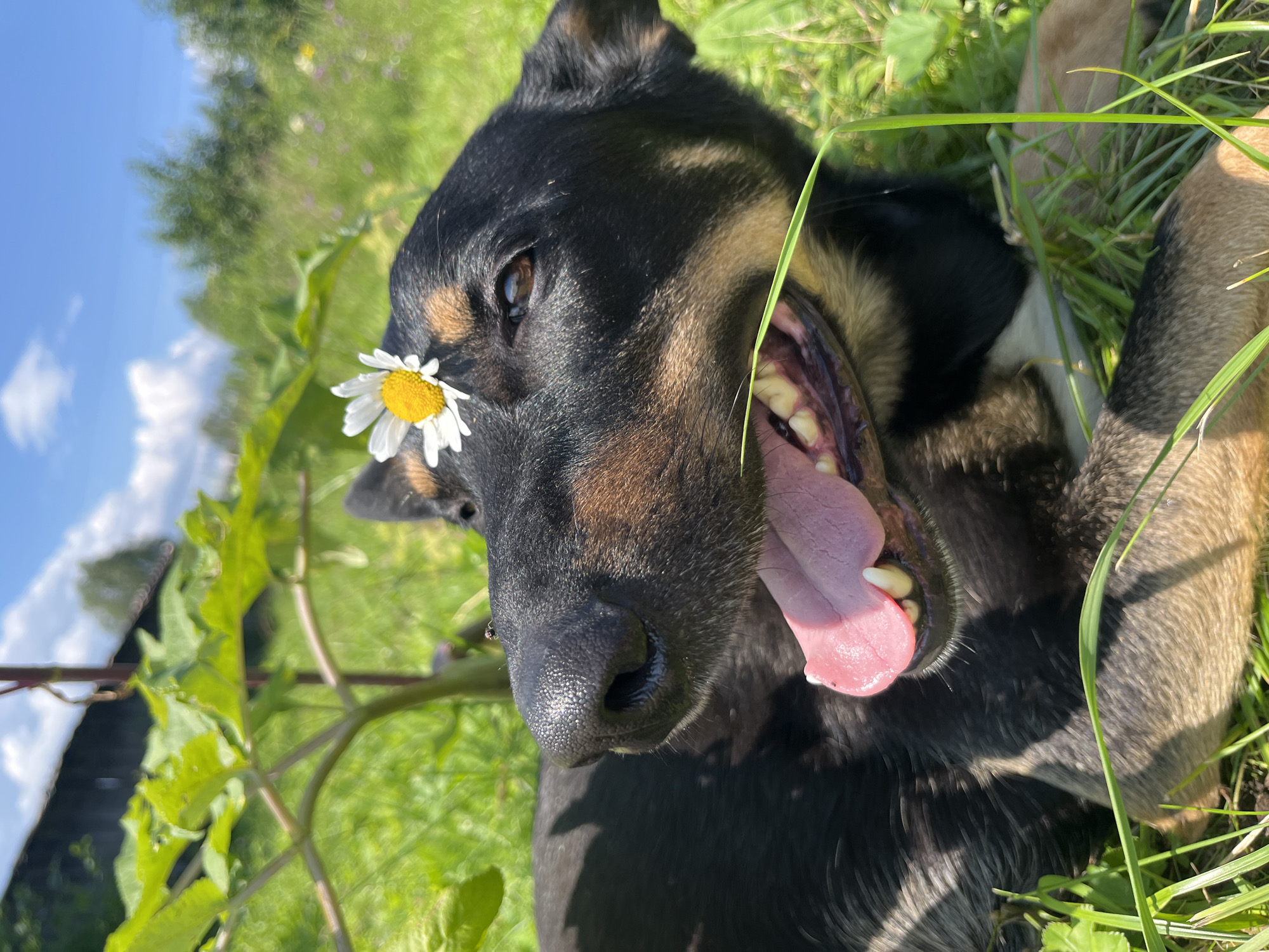 A medium shot captures a dog lying in green grass on a sunny day, with a daisy perched on its forehead. The dog, predominantly black with tan markings around its face, has its mouth open, revealing a pink tongue and teeth. Its right eye is visible, looking towards the viewer. In the background, out-of-focus foliage and a blue sky with white clouds suggest an outdoor, natural setting, possibly a park or a yard. The scene is peaceful and captures a playful moment with the animal. The presence of a daisy on the dog's head is a notable detail.