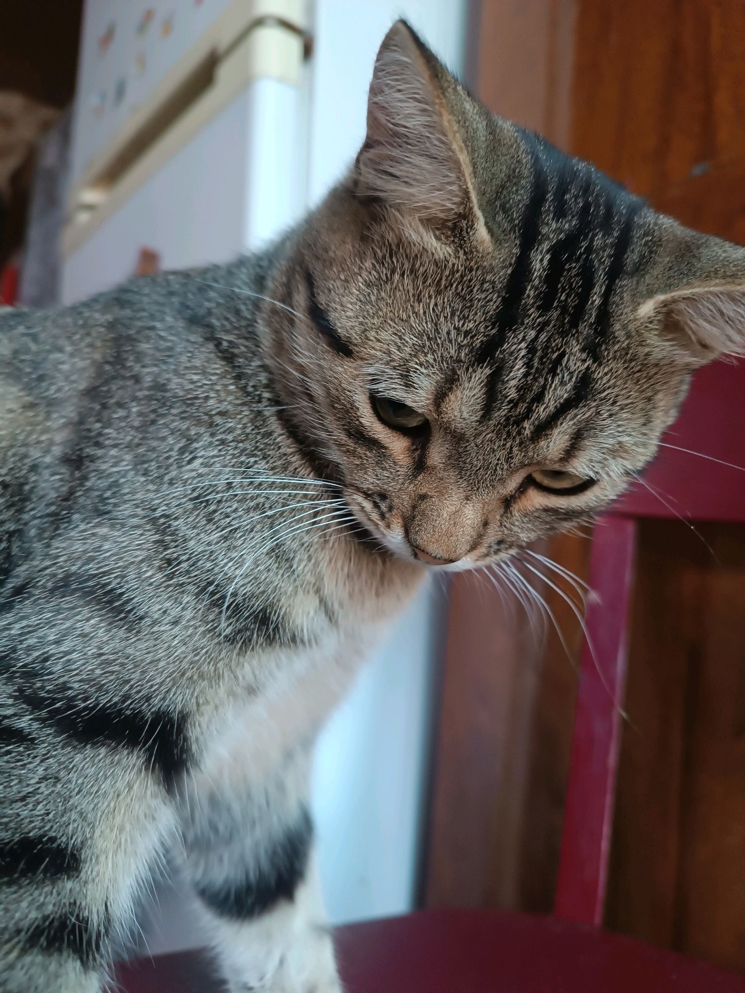 A tabby cat sits on a red chair, looking down. The cat's fur is a mix of gray, black, and white stripes. Its eyes are green. In the background, a white refrigerator is visible, and a wooden wall is to the right. The setting appears to be indoors.