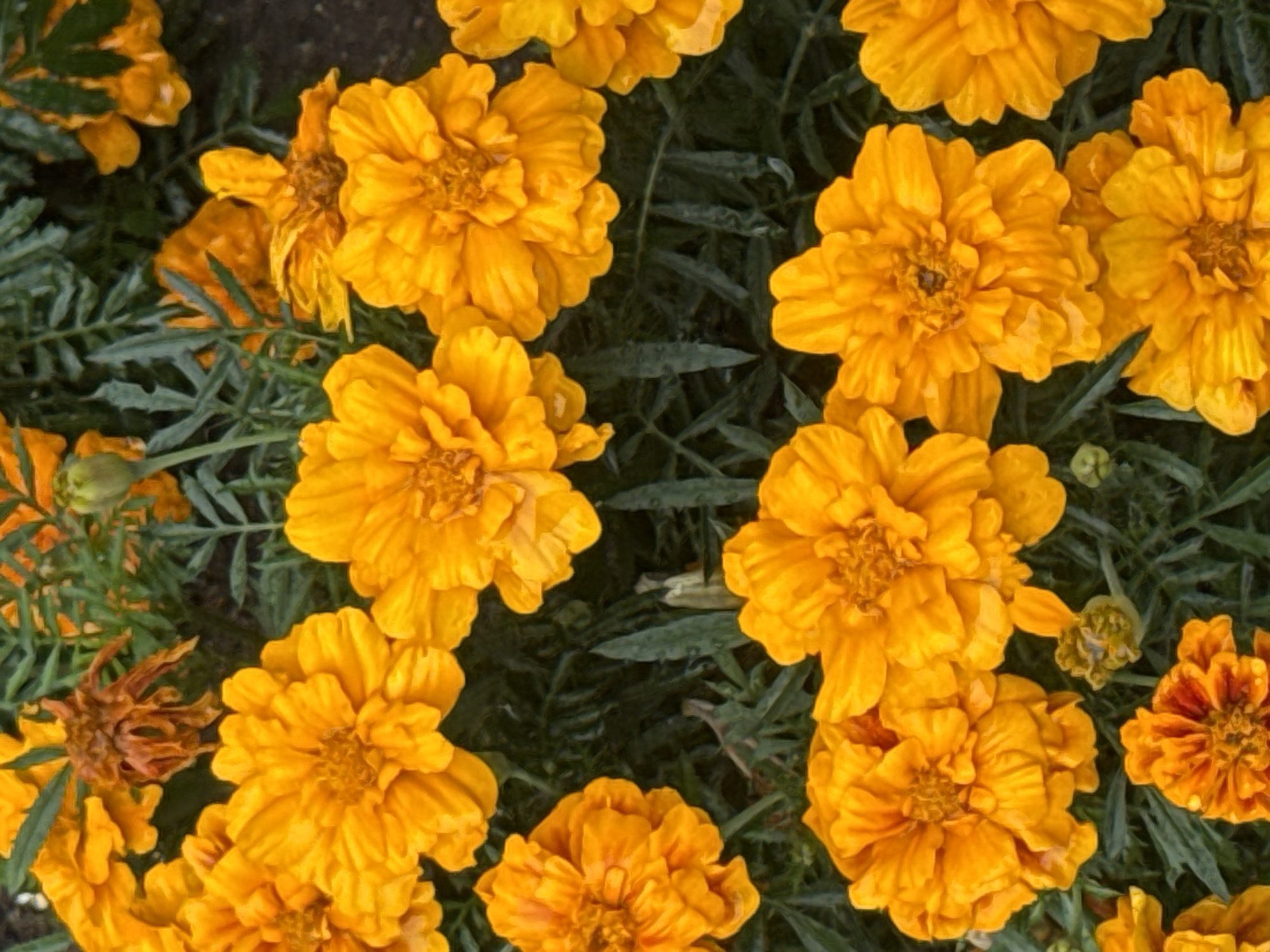 A close-up, overhead shot displays a cluster of bright orange marigold flowers, some fully bloomed and others in various stages of development, set against a backdrop of dark green foliage. The image is devoid of any human presence or urban elements, depicting a natural, outdoor setting. Based on available information, this scene is consistent with the natural environment found in Rudamina, Lithuania.