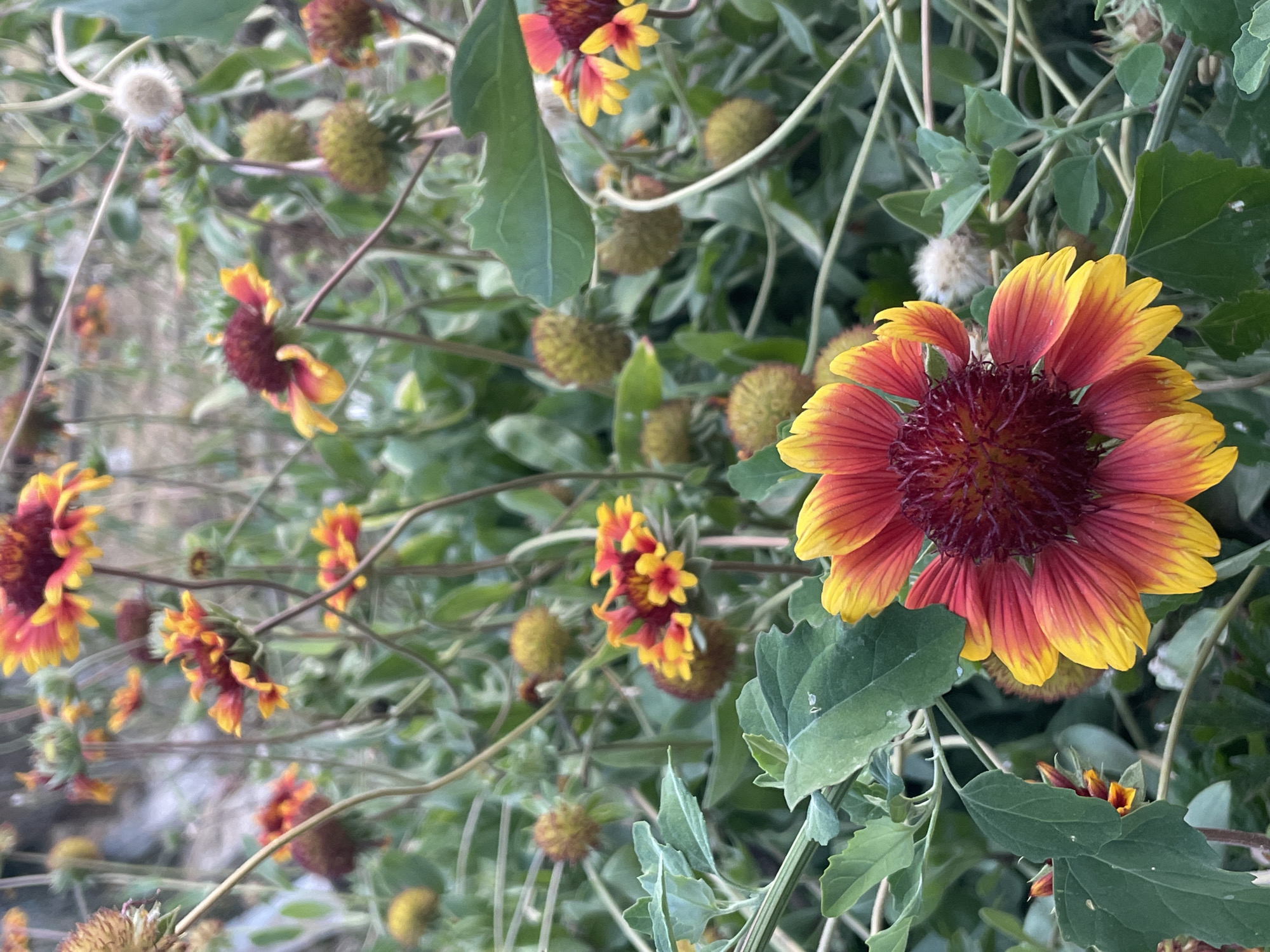 In Akandzhievo, Bulgaria, a close-up shot captures a cluster of Gaillardia flowers in bloom. The foreground is dominated by a large, fully open Gaillardia flower, showcasing its striking red and yellow petals radiating from a dark maroon center. Behind this prominent bloom, numerous other Gaillardia flowers, some in various stages of opening and some closed buds, are visible, forming a rich tapestry of color against a backdrop of green foliage and stalks. Some of the buds appear to be transitioning into their seed-pod stage, characterized by their fuzzy, rounded appearance. The overall scene suggests a vibrant, natural setting, likely a garden or wild growth area within the Bulgarian landscape.