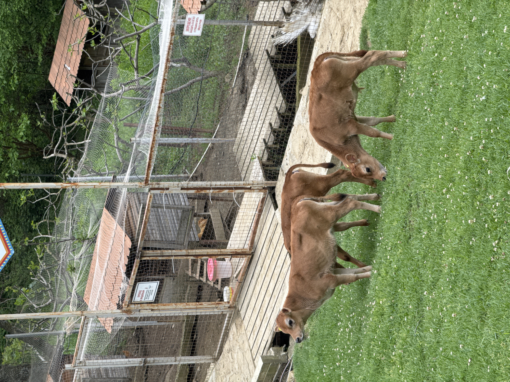 The image shows three brown calves grazing in a grassy area next to a caged enclosure. The enclosure appears to be made of wire mesh and metal framing. It includes wooden planks and a small structure with a red tile roof within. A sign with text in Russian is visible on one of the cages. The location is likely in Progress, Russia, based on the language on the sign. The calves are the primary subjects, their activity is grazing, and the enclosure suggests they are in a controlled environment like a farm or zoo. The environment is primarily green and includes the enclosure, grassy area, and some trees in the background.