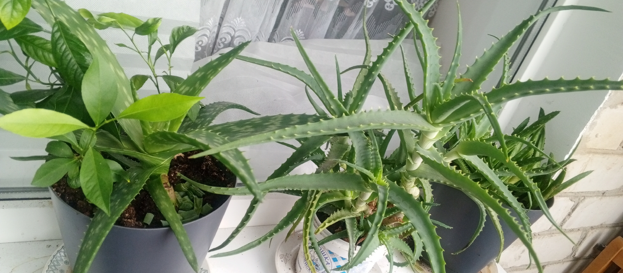 The image shows three potted plants, likely on a windowsill, with a white curtain in the background. The plants appear to be an aloe vera plant and another leafy green plant. The aloe vera plant is larger with spiky, succulent leaves. The other plant has smoother, oval-shaped leaves. The pots are dark gray and white. The scene is indoors, with a brick wall and wooden object visible in the far right, suggesting an urban setting. The overall lighting suggests it is daytime.