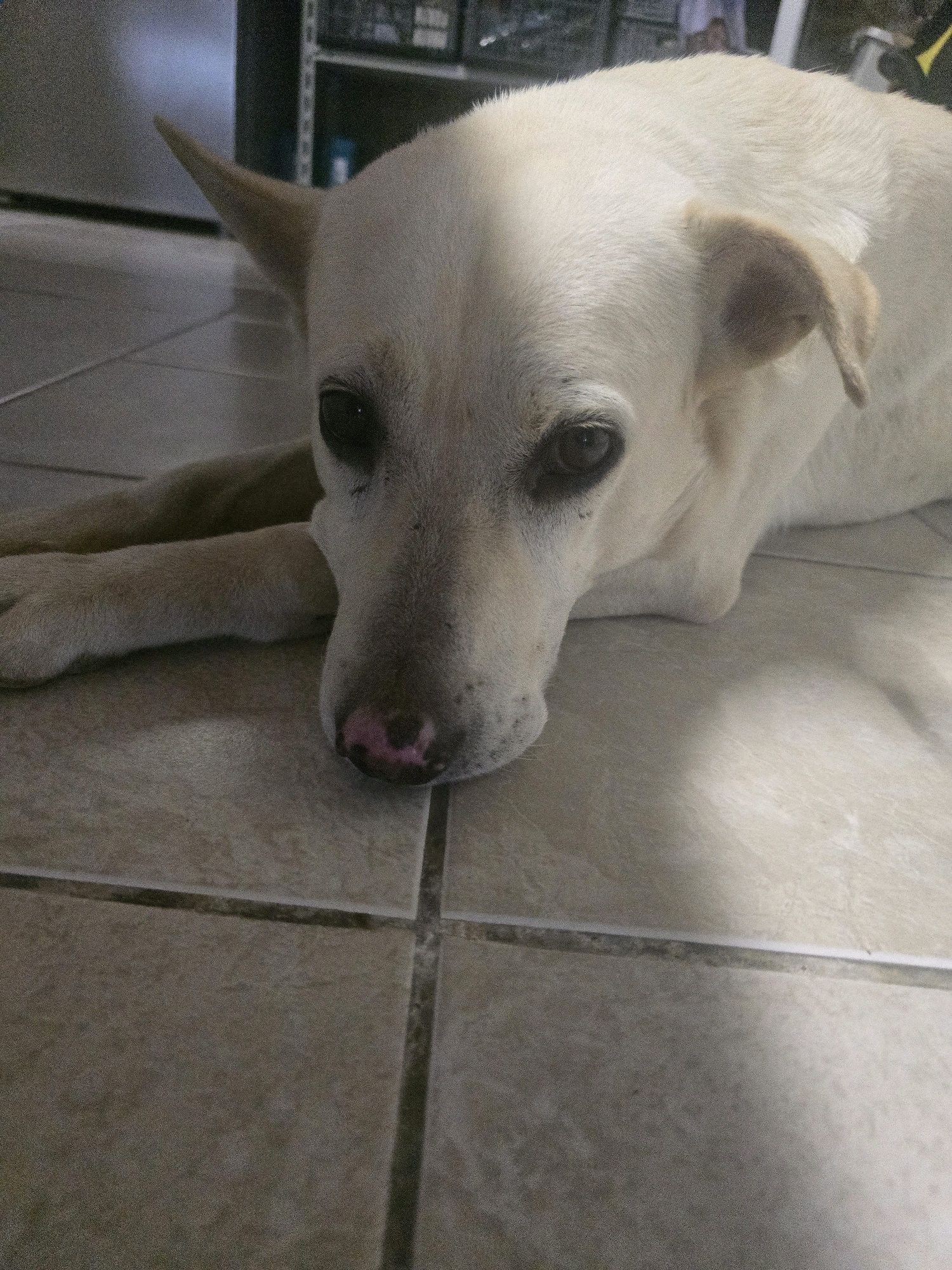 A light-colored dog with dark eyes and a pink nose lies on a tiled floor, resting its head and paws. The dog's fur is light cream or white, and it has pointed ears, one of which is partially visible. The background is blurred but suggests an indoor environment with shelves and possibly a refrigerator. The lighting creates shadows across the dog's face. There are no people or other animals visible in the image, nor any specific landmarks that would indicate a location in Podgorica, Montenegro. The scene appears to be a domestic setting.