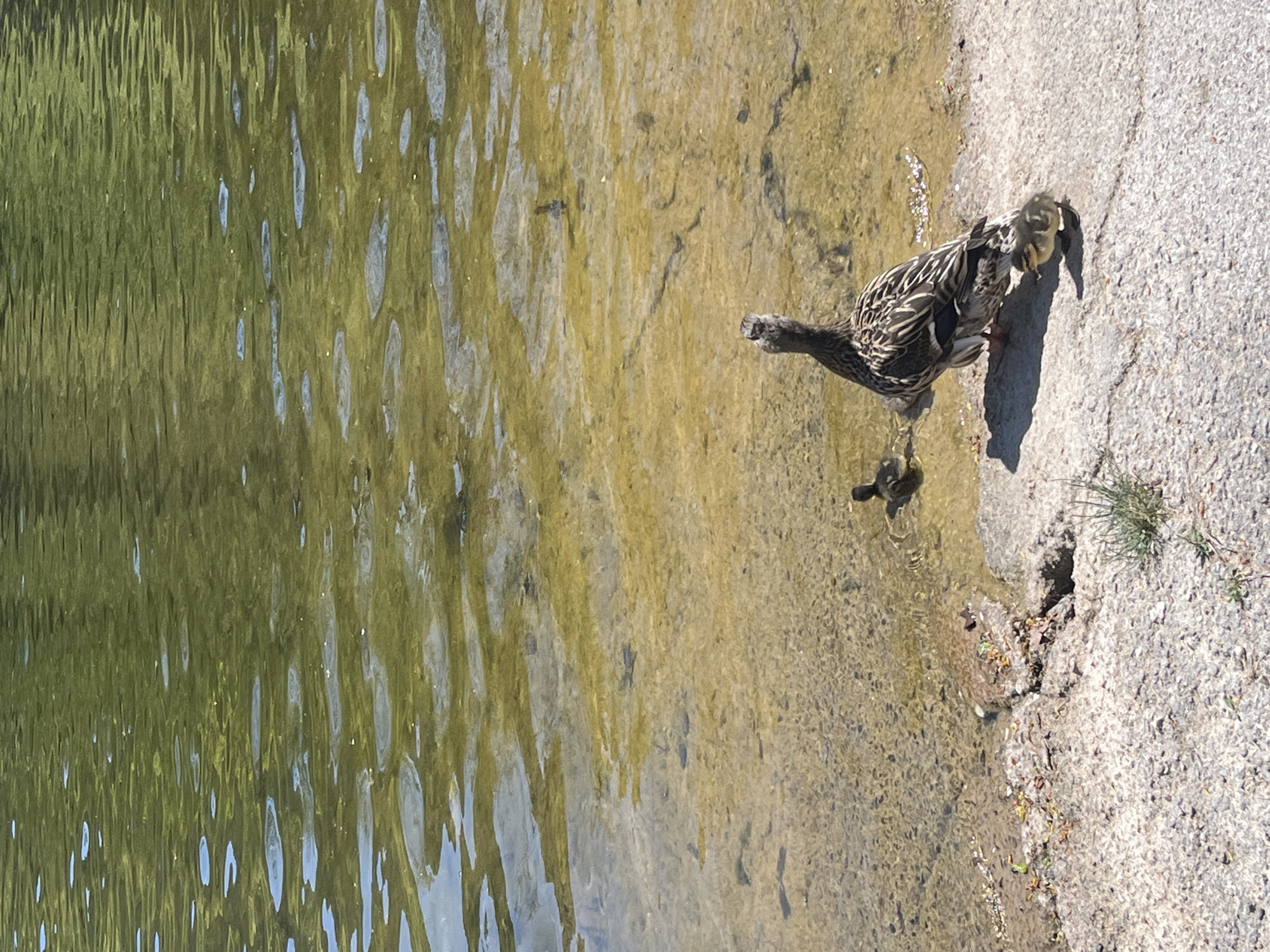 The image depicts a duck and two ducklings at the edge of a body of water, possibly a lake or pond. The water's surface is rippled and reflects green hues, suggesting the presence of vegetation. The duck and ducklings are near a concrete edge, with sparse grass growing nearby. The duck has its head turned towards the ducklings on the concrete. The water appears shallow and clear, revealing the bottom. The location is inferred to be in or near Blagoevgrad, Bulgaria, though specific location details within the city are not discernible.