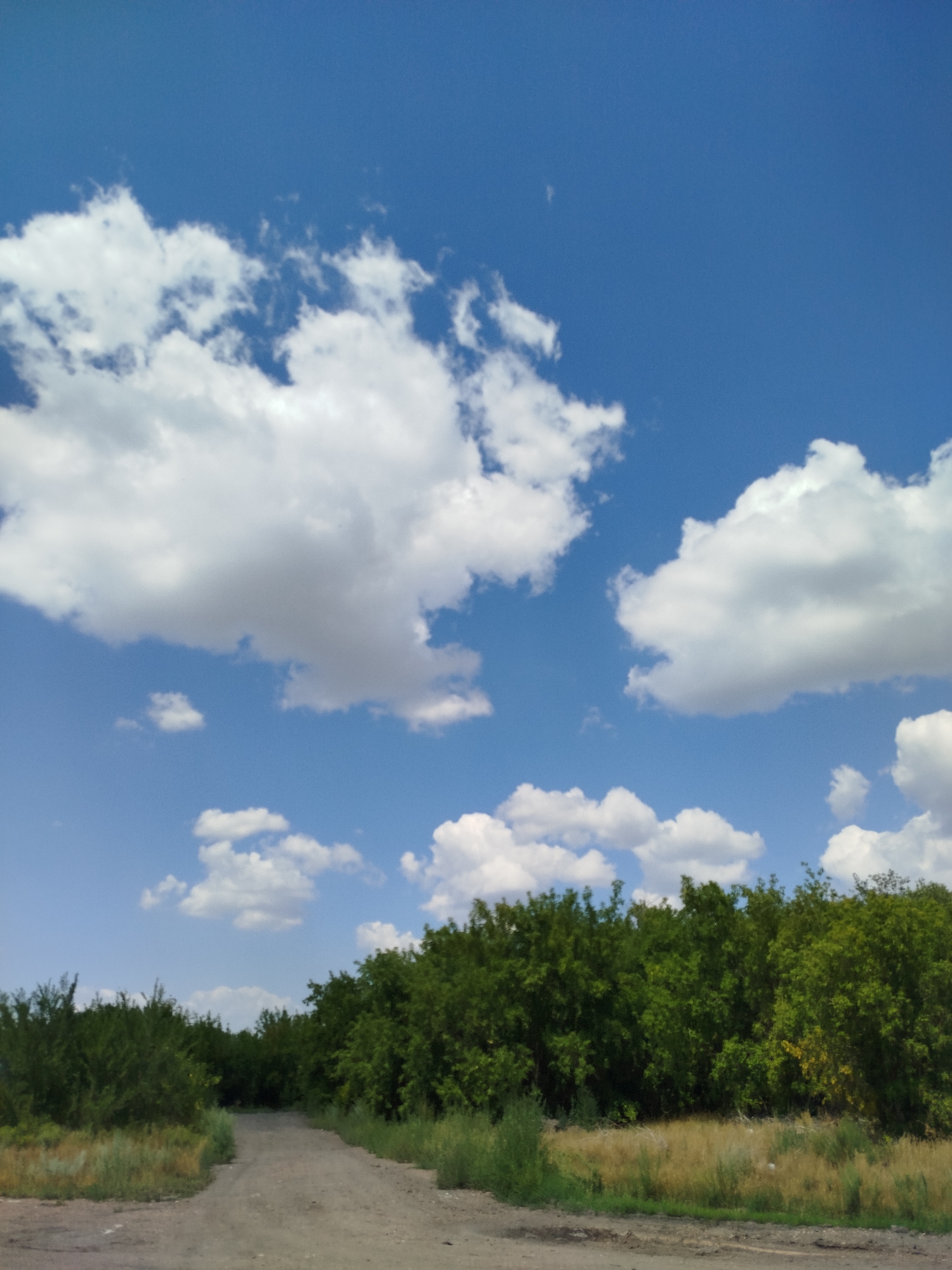 A dirt road curves into a dense line of green trees under a bright blue sky dotted with fluffy white clouds. The road is flanked by dry grass and brush. The scene appears to be an outdoor, natural environment, possibly on the outskirts of a city.