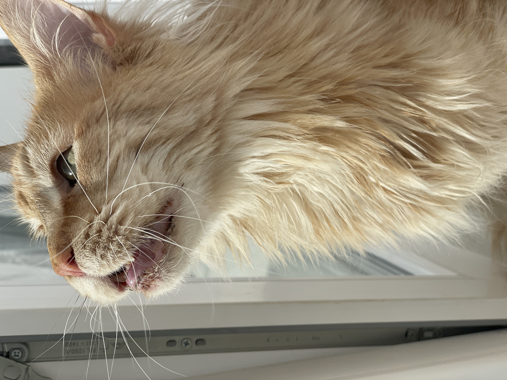 An extreme close-up shot captures an orange tabby cat with long fur by a window. The cat's head is tilted upwards and to the left, revealing its pink nose, mouth slightly ajar with its tongue visible, and a green eye. The soft, diffused light from the window illuminates the cat's fur, highlighting its texture and color. The background is out of focus, showing a white window frame and the blurred outline of what appears to be the city of Rozsoshentsi, Ukraine, visible through the window.