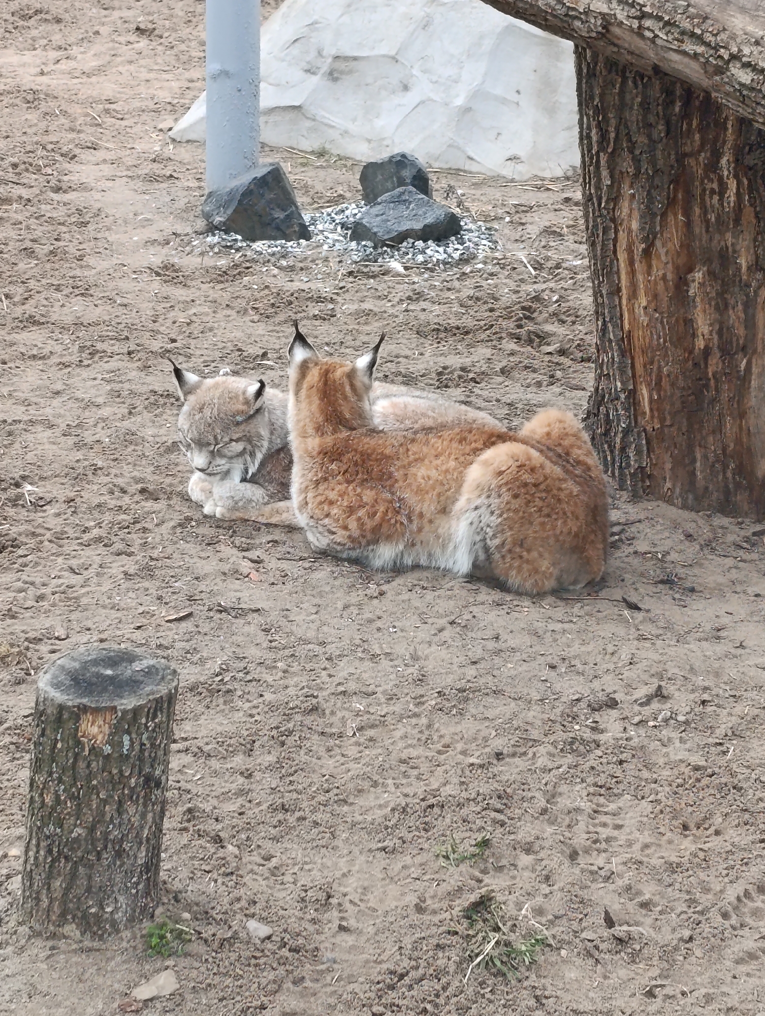 Two lynx are resting on dirt ground near a tree and stump. The location is Perm, Russia. One lynx is sleeping. The other is looking away. There are small black rocks and a gray pillar in the background.