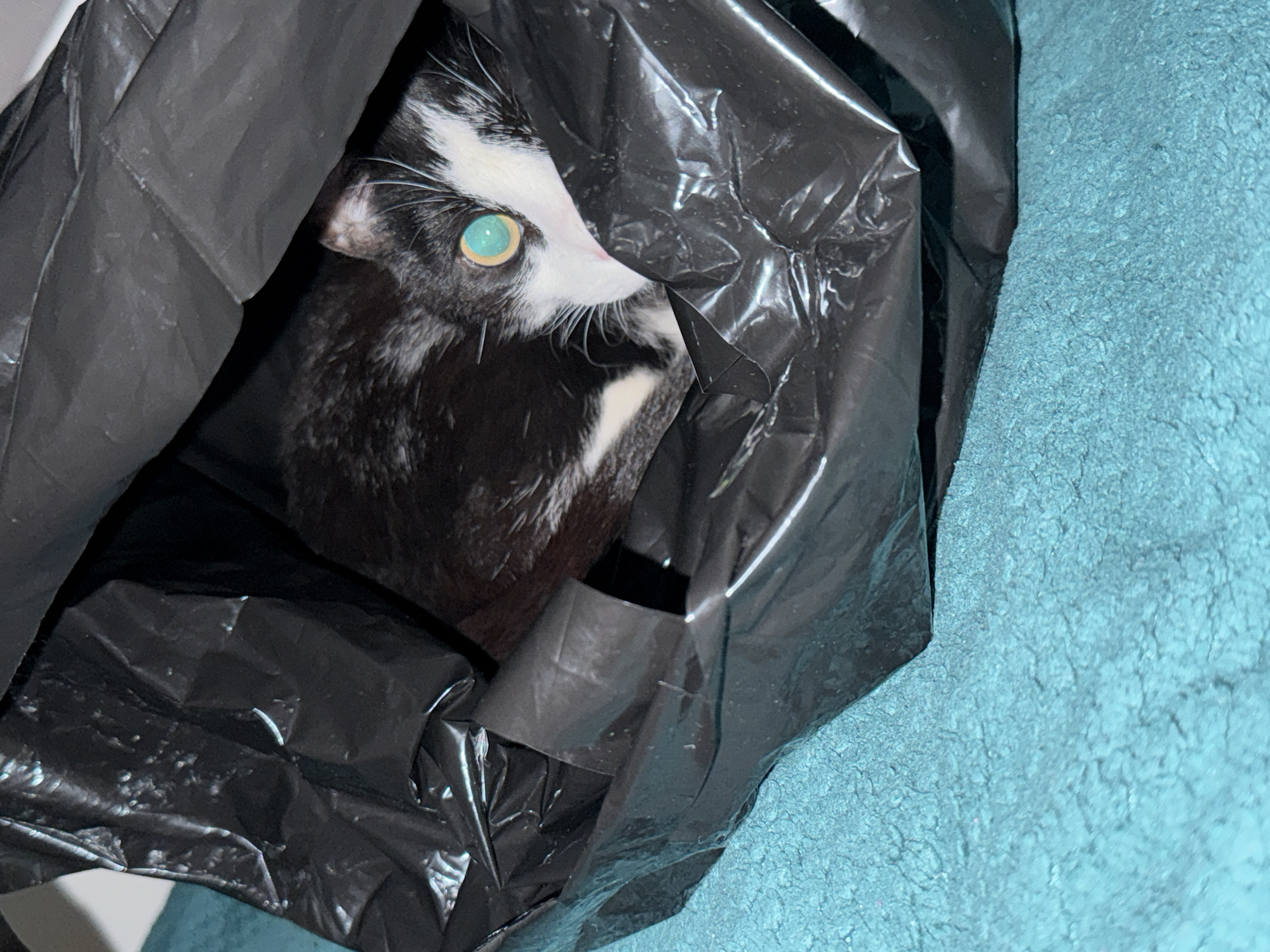 A black and white cat is partially obscured inside a black plastic bag. The cat's face is visible with one green eye looking toward the viewer. The bag appears to be on a blue, textured surface. The location is unknown.