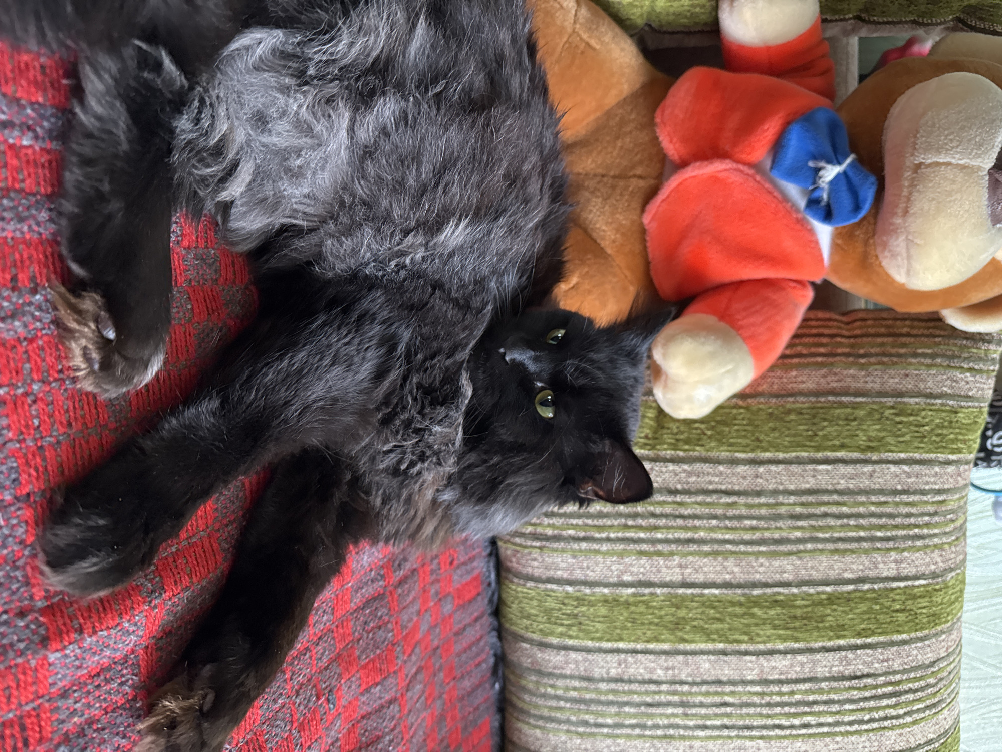 In Chaikovsky, Russia, a black, long-haired cat with green eyes is resting on a red, checkered blanket. Behind the cat is a stuffed teddy bear wearing a red jacket and a blue bow tie. The teddy bear is positioned next to a green and beige striped cushion.