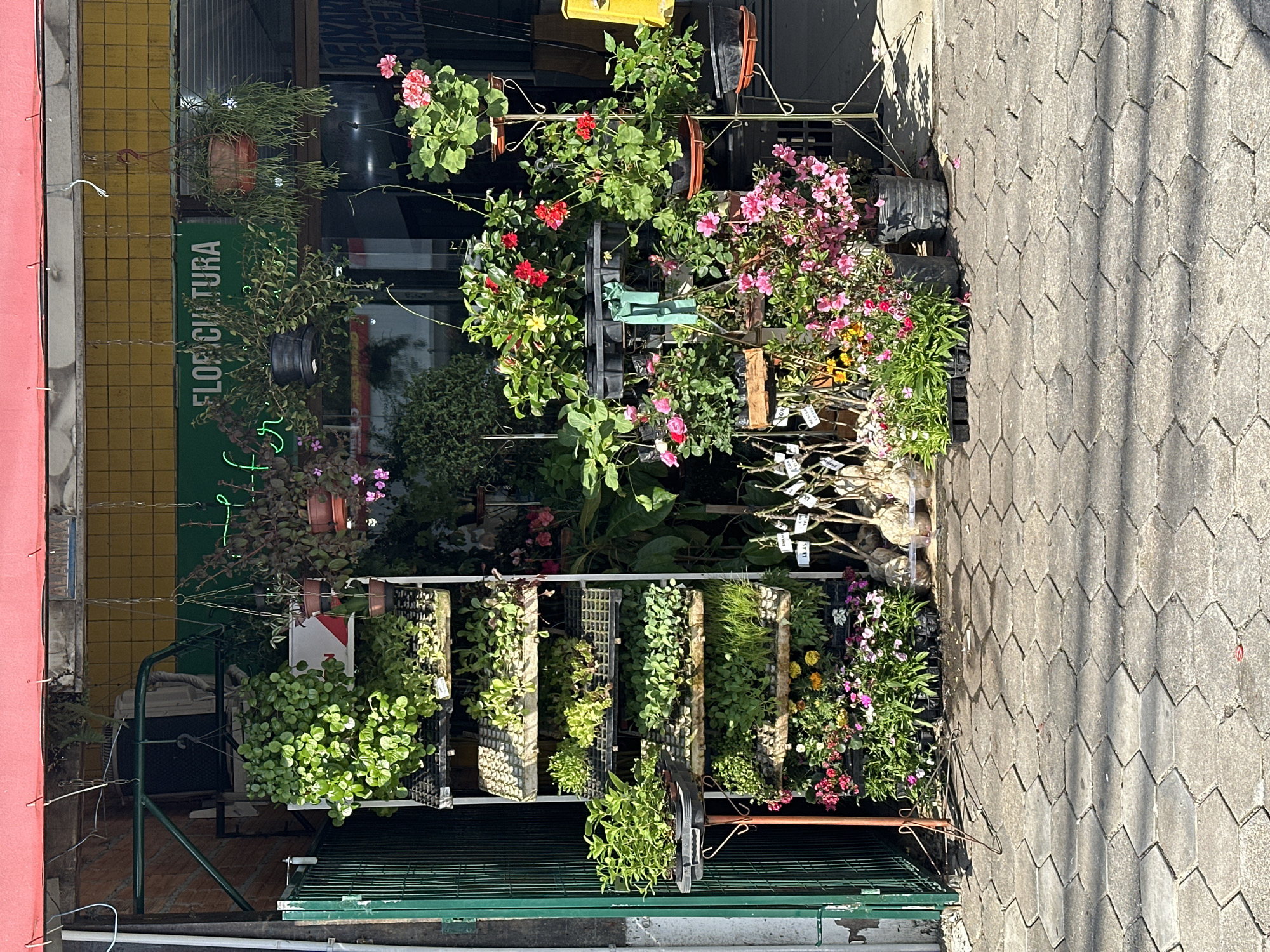 An outdoor flower shop displays a variety of plants and flowers on shelves and stands. The shop is situated on a sidewalk paved with hexagonal concrete blocks, and the entrance to the shop is partially visible. Above the display, a green sign reads "FLORICULTURA" in white neon lettering. The scene is illuminated by natural sunlight, casting shadows on the sidewalk. No people are visible in the image. The flower shop appears to be located in the city of Florianópolis, Brazil, as suggested by the sign.
