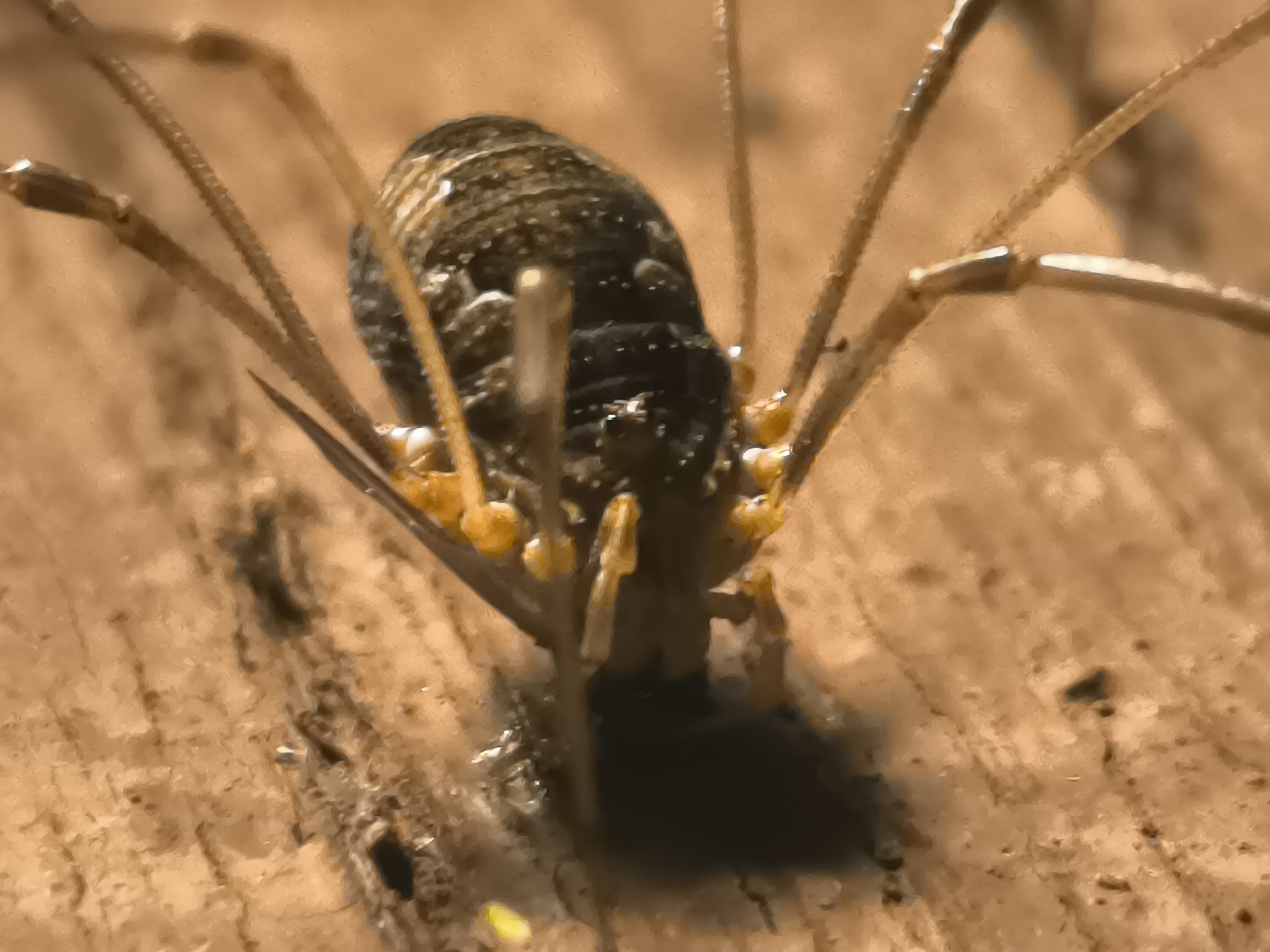 A macro photograph shows a harvestman spider, also known as a daddy longlegs, on a wooden surface. The spider's body is dark and segmented, with a textured exoskeleton. It has eight long, thin legs, which are spread out and appear delicate. The legs are light brown and segmented, with some hairs visible. The spider is positioned in the center of the frame, facing away from the viewer. The wooden surface is light brown with visible grain and some minor imperfections, suggesting it may be a piece of weathered wood or bark. The lighting is warm and highlights the details of the spider's anatomy and the texture of the wood. The background is blurred, focusing attention on the subject. The image appears to have been taken in an outdoor natural setting. There is no indication of the location being within the city of Кашино, Russia.