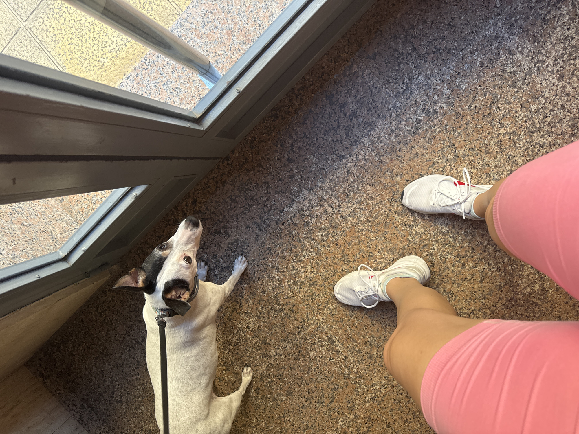 A person wearing pink shorts and white sneakers stands on a speckled granite floor, looking down at their feet. Beside them, a small white dog with black markings on its head and ears is on a leash, also looking to the right. They are standing near a glass door with grey metal framing, which opens to an outdoor area with speckled paving. The scene appears to be in an interior entryway or hallway, possibly in Murcia, Spain, given the lighting and architectural style.