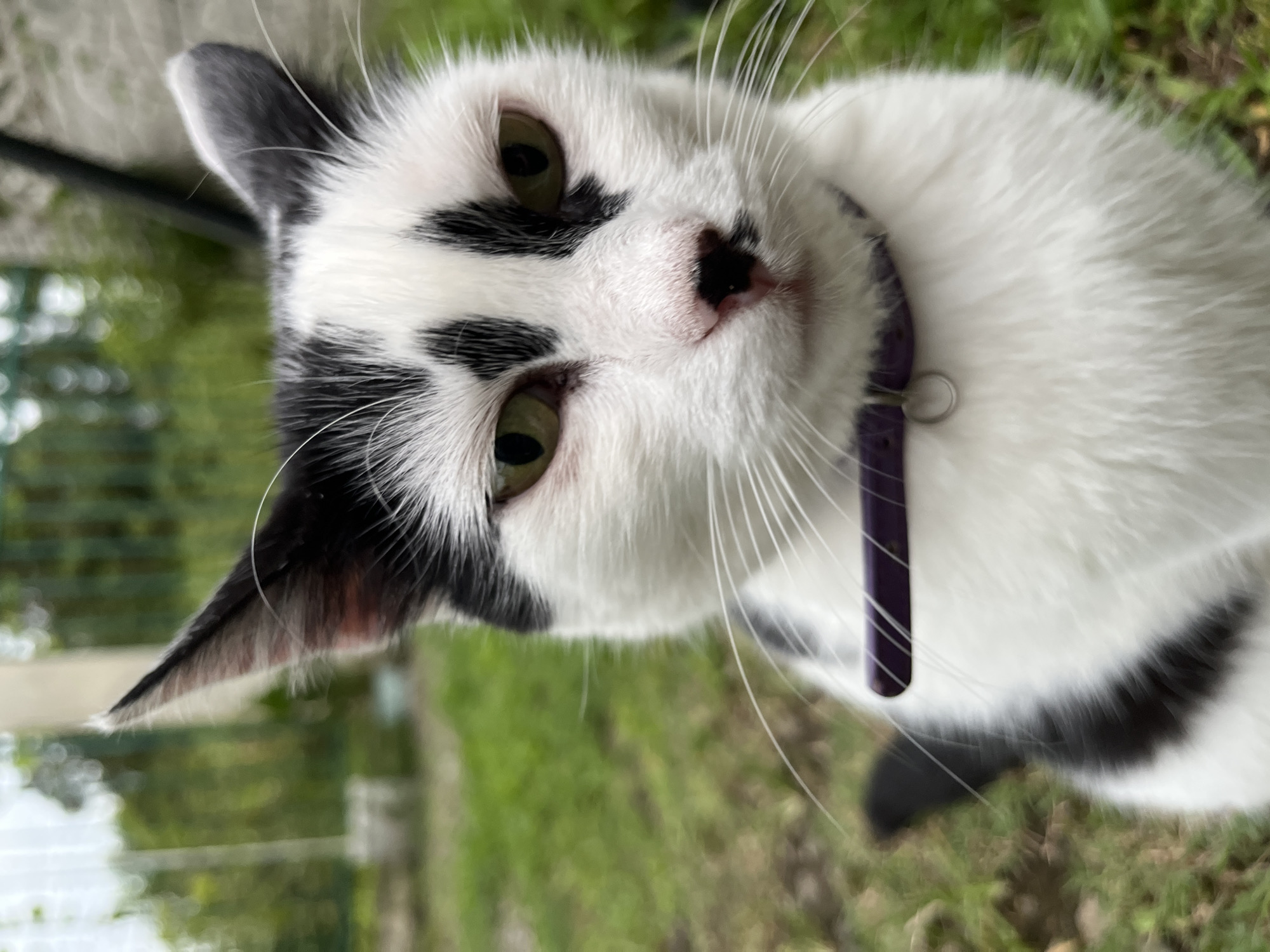 A close-up, eye-level shot captures a black and white domestic cat in Ureki, Georgia. The cat's fur is predominantly white with distinct black patches on its head, ears, and body. It wears a purple collar with a silver buckle. The cat's green eyes are looking directly at the camera with a neutral expression. Its pink nose is slightly wet, and long white whiskers extend from its snout. The background is blurred, showing green grass and some out-of-focus foliage, suggesting an outdoor setting in a residential or natural area. The lighting appears to be natural daylight.