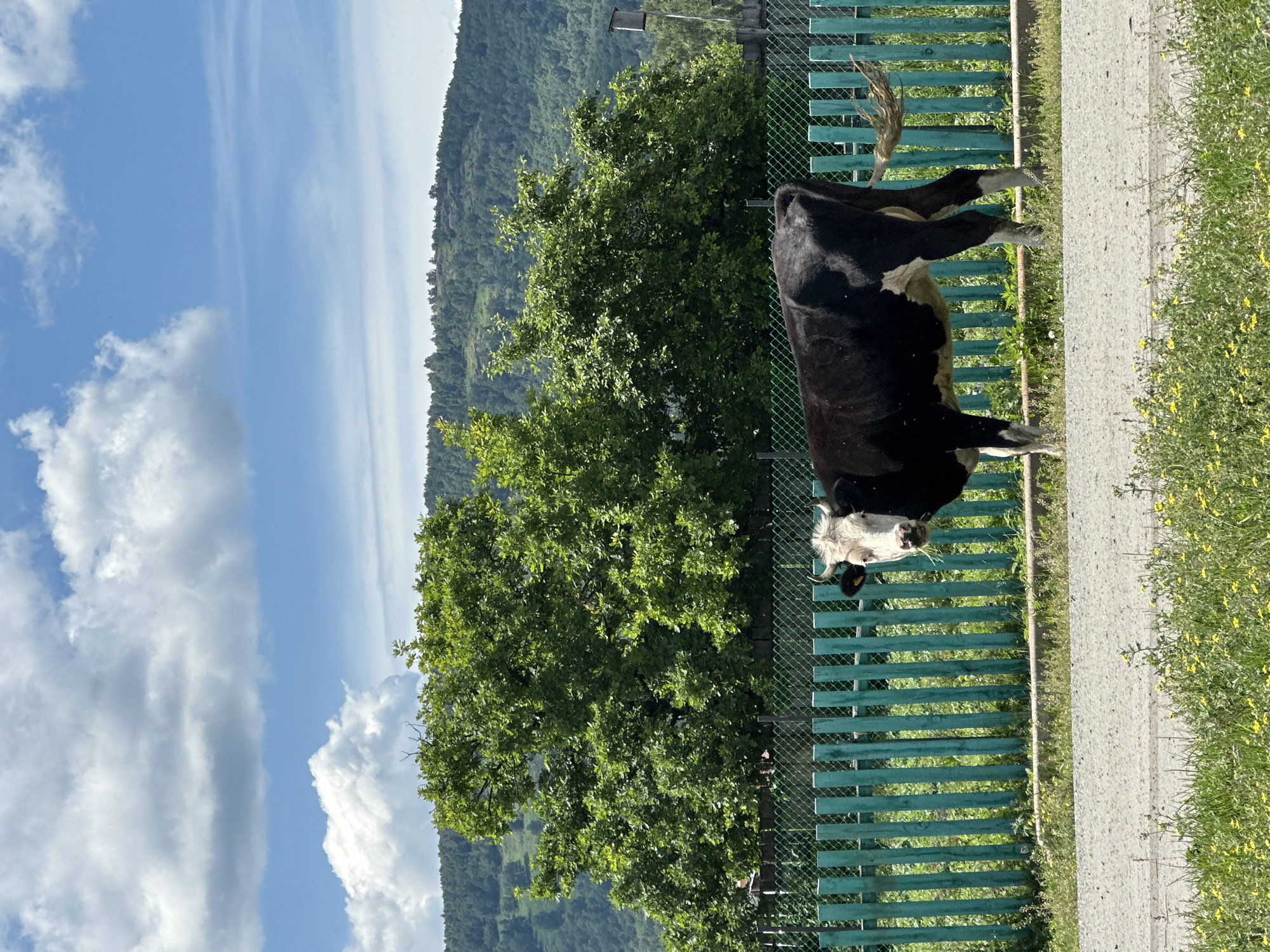 A black and white cow stands in front of a turquoise wooden fence under a cloudy blue sky. The cow is facing left and chewing grass. Behind the fence, lush green trees and a forested hill are visible. The foreground shows a gravel road and a patch of grass with yellow wildflowers. The scene appears to be in a rural or semi-rural setting.