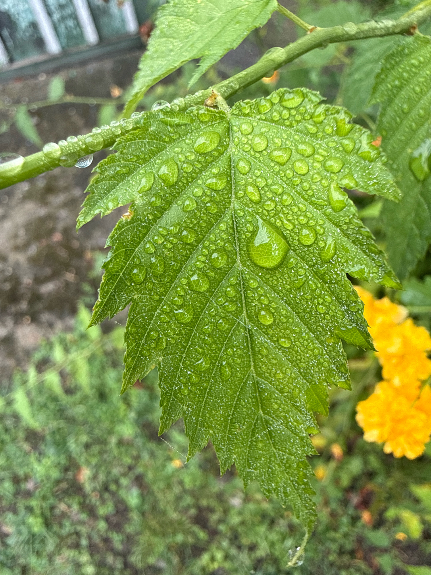 A close-up, eye-level, vertical shot captures a vibrant green leaf covered in numerous water droplets. The leaf is serrated along its edges and features prominent veins. To the left of the leaf, a stem is visible, also adorned with water droplets. In the background, out of focus, is a patch of green ground cover and two bright yellow flowers. The scene appears to be outdoors, likely in a garden setting, given the presence of plants and flowers. The lighting suggests it might be a cloudy or overcast day, possibly after rain. There are no people or animals visible in the frame.