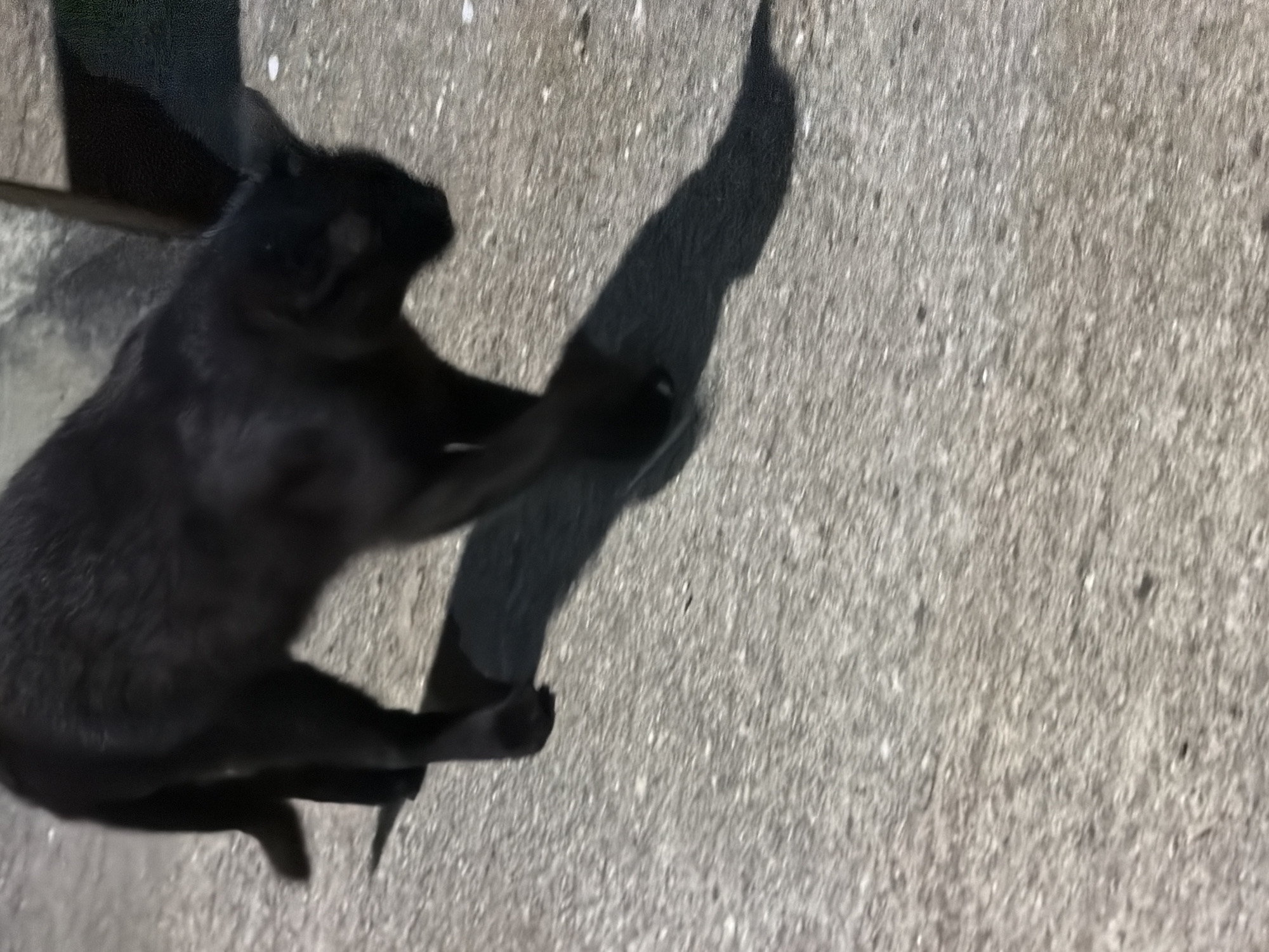 A black cat is walking across a paved surface in Carpignano Salentino, Italy. The cat is in motion, with its body angled to the right and its head lowered. Its shadow is cast to the right, elongated and distorted by the lighting conditions. The paved surface appears to be asphalt or concrete, with a rough texture and scattered small white specks. The background is mostly out of focus, but suggests an outdoor setting, possibly a street or courtyard.