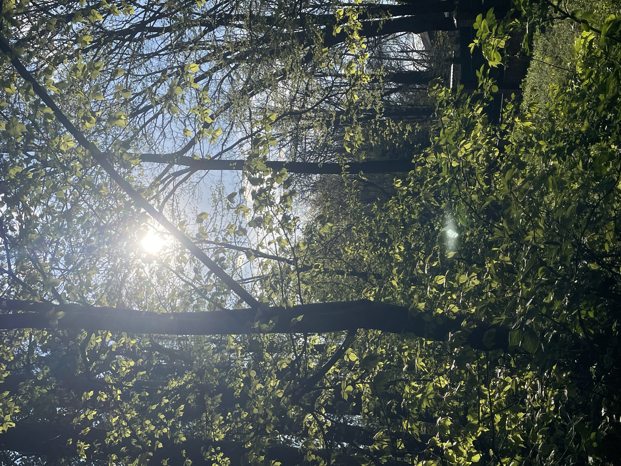 The image depicts a sunlit scene through the branches and leaves of trees, potentially located in a park or wooded area in Vinnytsia, Ukraine. Sunlight shines brightly through the upper left portion of the frame, creating a strong glare. The trees are dense, with new green leaves emerging, suggesting springtime. In the distance, a line of trees recedes, providing depth to the scene. No people or animals are visible. The environment appears to be natural and undisturbed. The image orientation is rotated 90 degrees.