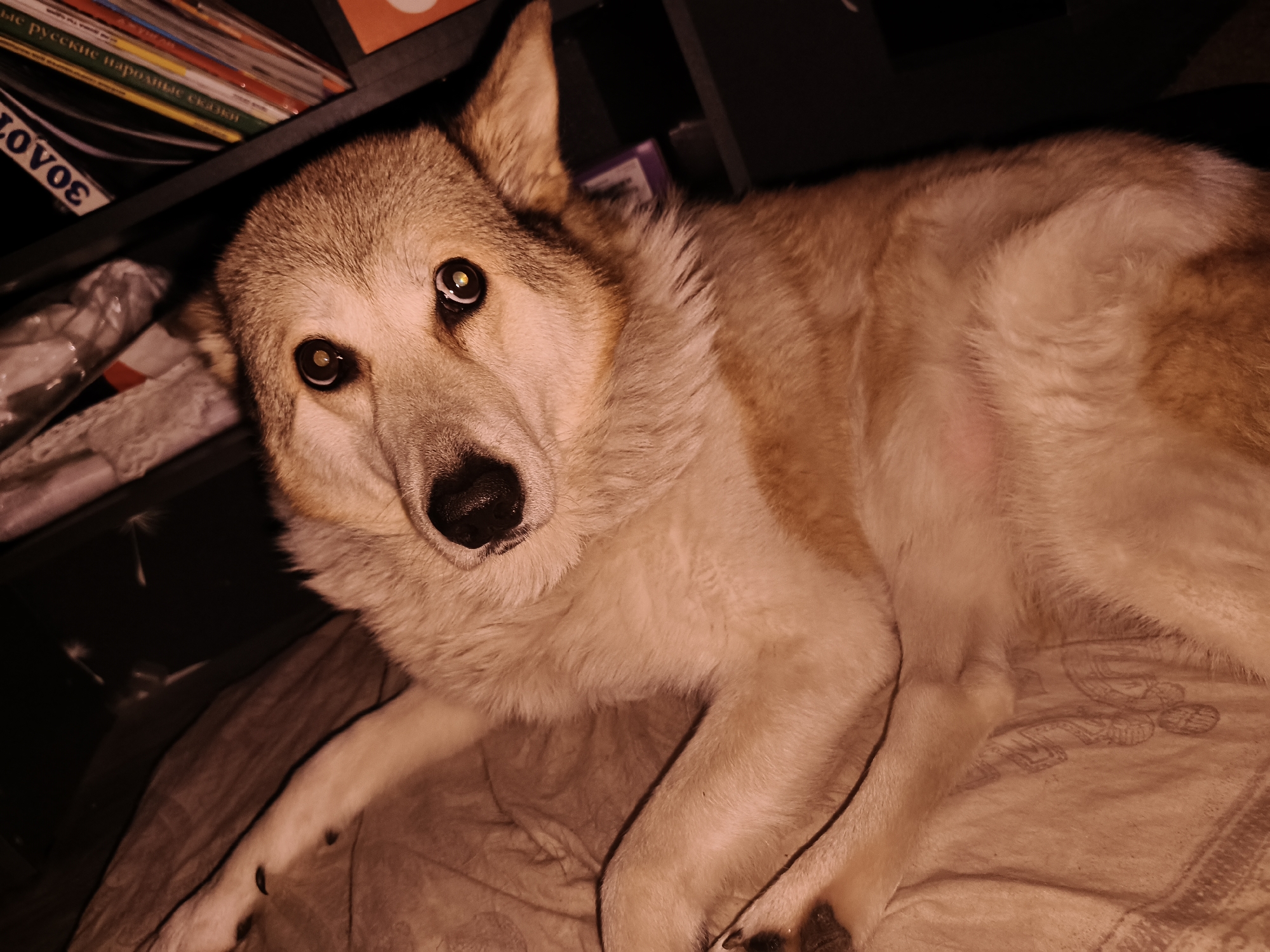 A medium-sized dog with tan and white fur lies on a patterned tan blanket. The dog has a black nose and is looking directly at the camera. Behind the dog is a dark shelf with books and other objects. The word "ZOVOE" is visible in white letters on a dark background near the shelf. The location is presumed to be indoors, possibly in a home. There is no verifiable information to confirm its location in Chaikovsky, Russia.