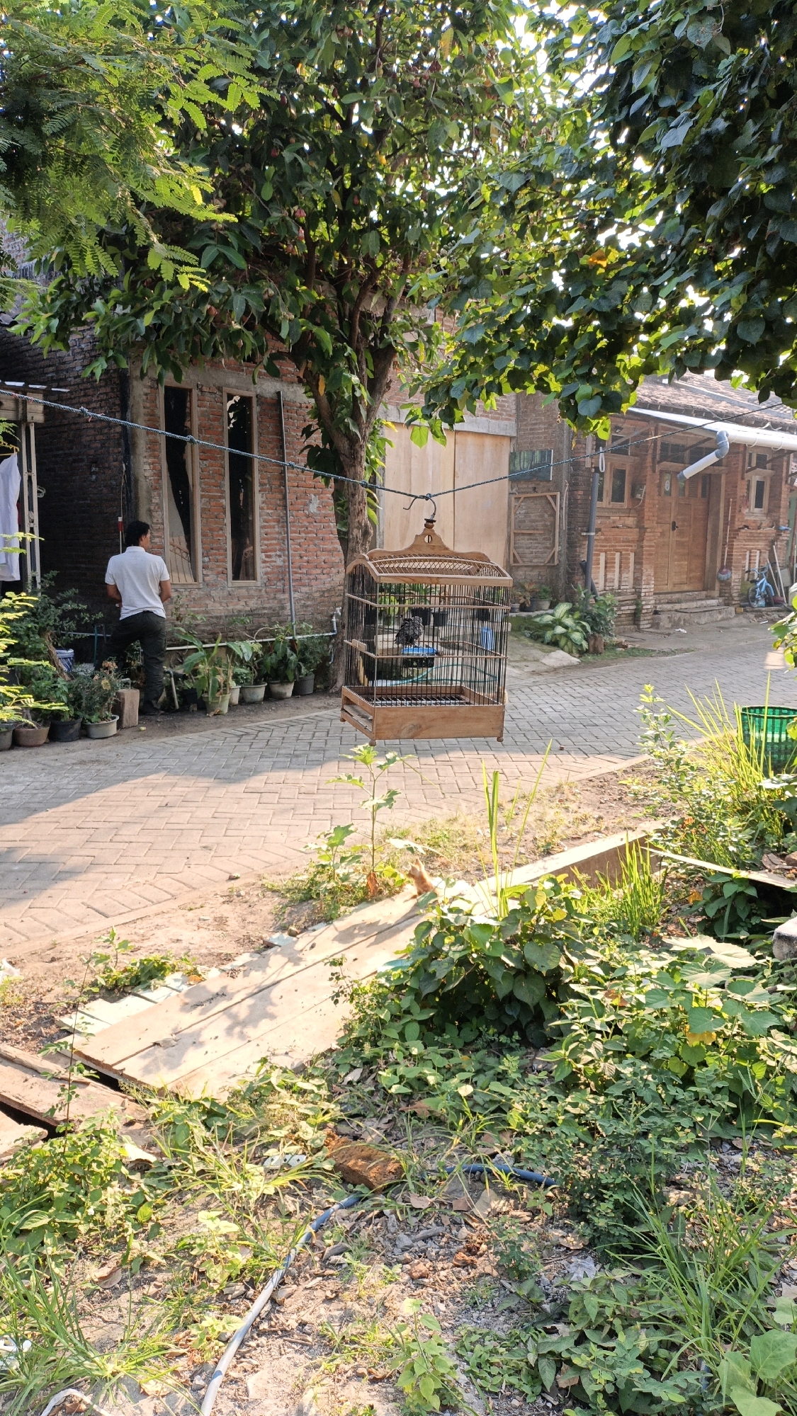 In a residential alleyway in Cikal, Indonesia, a man in a white t-shirt and dark pants stands facing away from the camera, near a brick building with boarded-up windows. A wooden birdcage hangs from a wire strung across the alley, containing a small black bird. The alley is paved with interlocking bricks and lined with potted plants. Lush green foliage and trees frame the scene, with sunlight casting long shadows. Wooden houses and a green plastic bin are visible in the background.