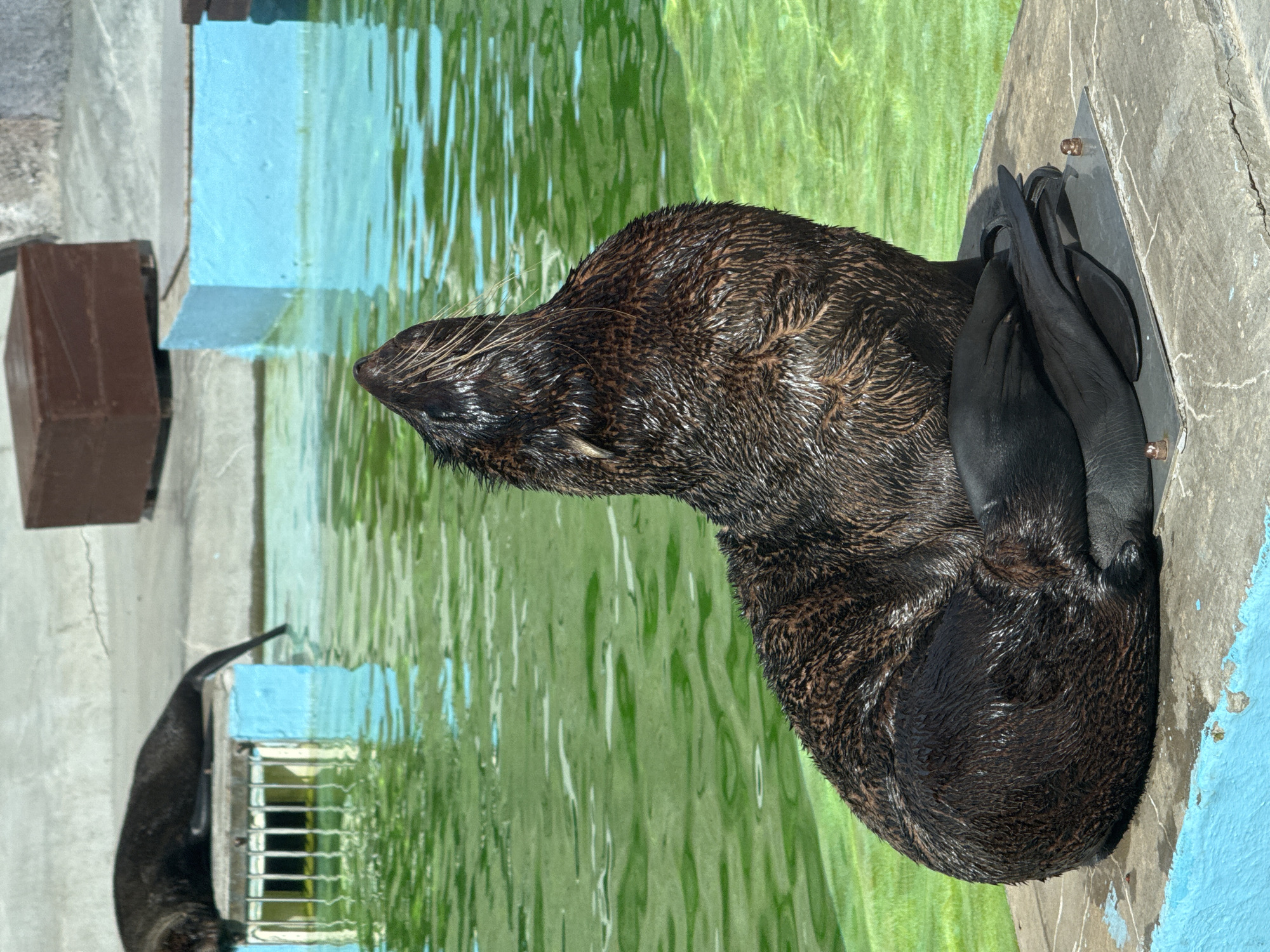 The image shows two dark-colored seals in an enclosure, likely at a zoo or aquarium in Izhevsk, Russia. One seal is resting on a concrete platform near the edge of the pool, with its flippers tucked against its body and its head turned to the left. The pool has a blue trim and green water. Another seal is in the water in the background, near a section of the enclosure that has blue and white paint. The enclosure appears to be constructed from concrete and metal elements.
