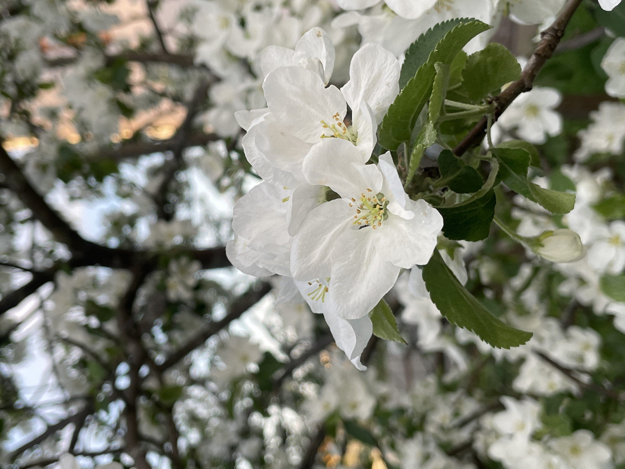 Close-up of white apple blossoms with green leaves on a branch, with a blurred background of more blossoms and branches. Location information (Noviy, Russia) is not visibly discernible from the image.