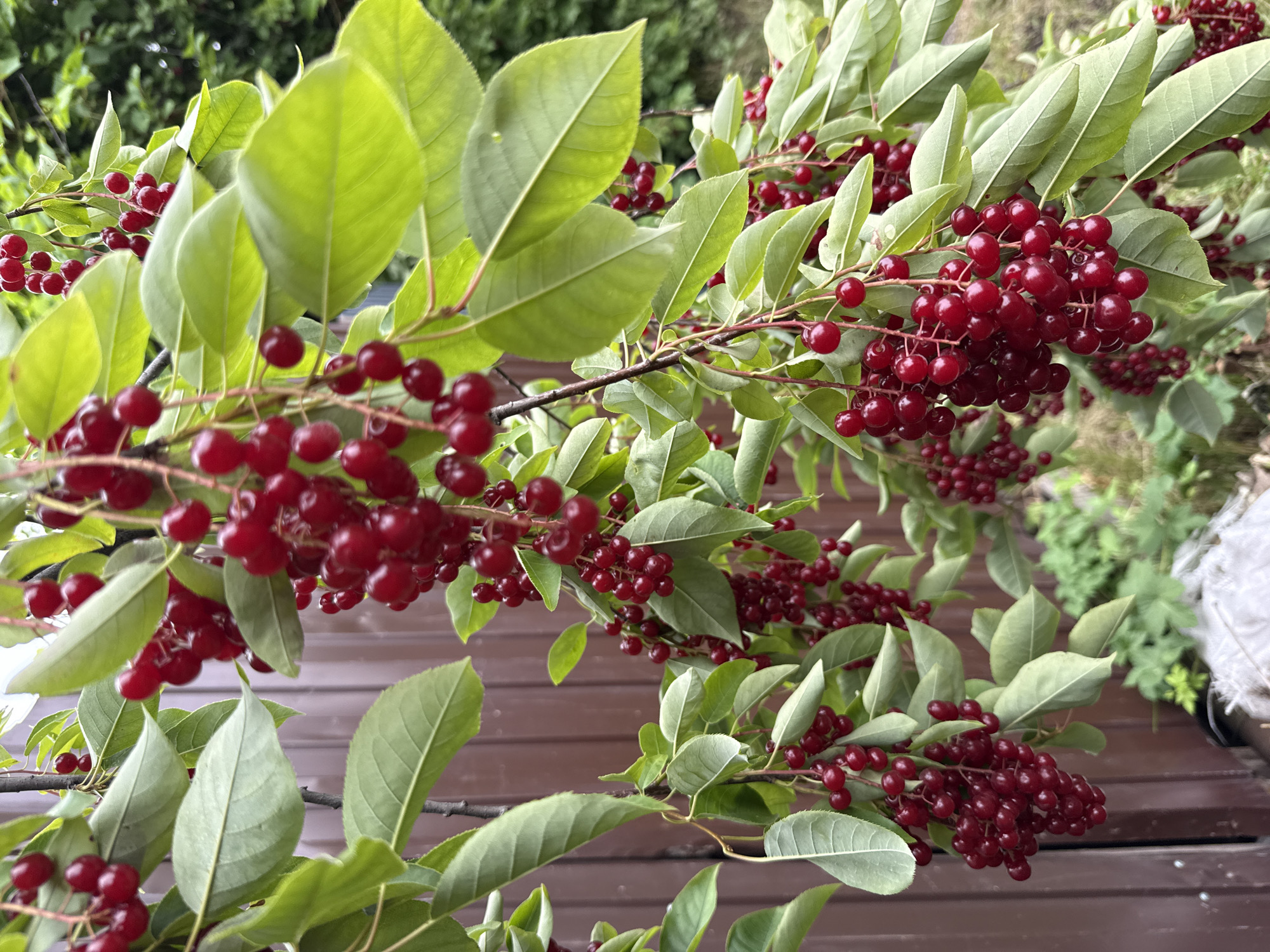 A close-up, vertical shot showcases clusters of ripe, dark red berries hanging from thin branches, interspersed with vibrant green leaves. The berries, small and round, are attached to delicate stems, forming pendulous bunches. The leaves are ovate with serrated edges, exhibiting a healthy, glossy sheen. In the background, a brown, weathered wooden fence provides a rustic backdrop, its vertical planks subtly textured. To the right of the fence, a blurred, soft-focus area reveals green foliage and a hint of an overcast sky. The overall scene evokes a sense of natural abundance and a quiet, outdoor setting.