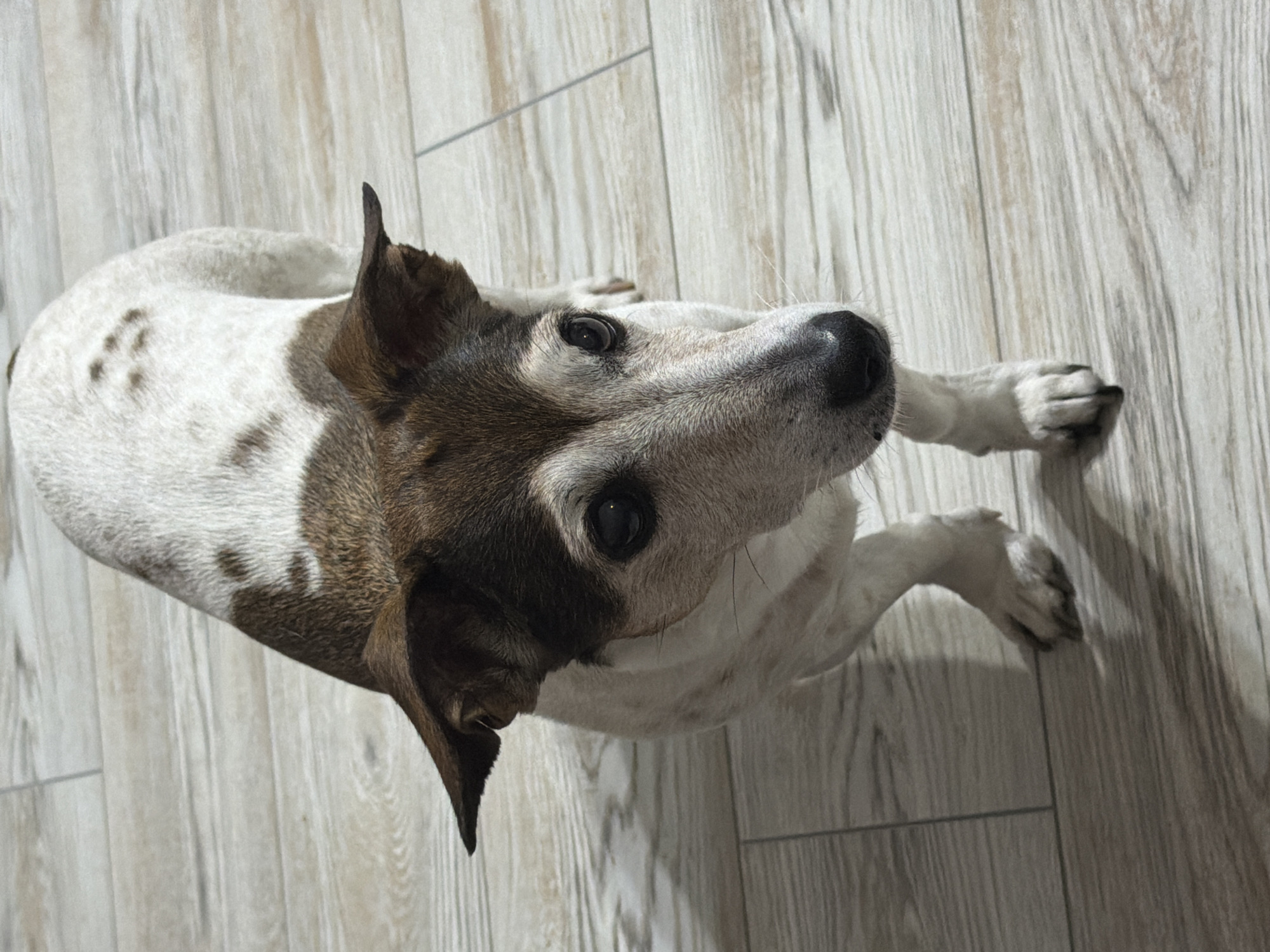 A medium-sized dog, likely a Jack Russell Terrier, stands on a light-colored wooden floor. The dog has white fur with brown markings on its head, back, and ears. Its eyes are dark and appear to be looking directly at the camera. The lighting suggests an indoor environment, possibly a home. The image is taken from a slightly elevated angle, looking down at the dog. There is no indication of the city of Dubovaya, Russia in the image itself.