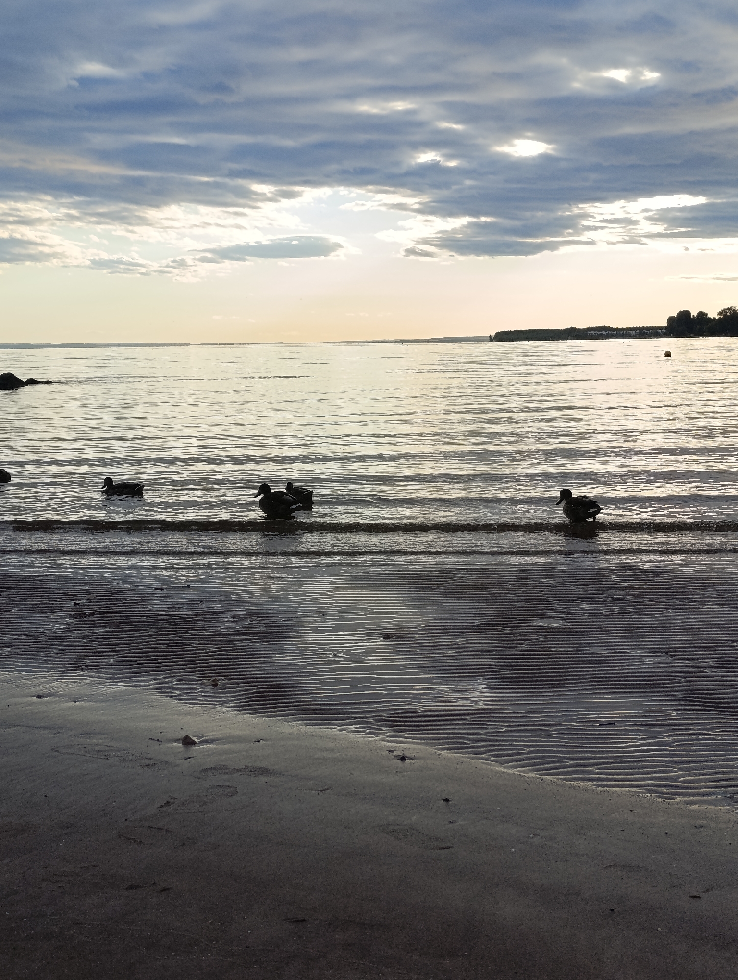 The image depicts a serene natural scene of the Volga River in Tolyatti, Russia, at what appears to be dusk. The foreground is a sandy beach with visible ripples, indicative of receding water. Several ducks are present in the shallow water at the edge of the beach, some swimming and others standing. The water itself is calm, reflecting the muted colors of the sky. The sky is overcast with dramatic clouds, interspersed with patches of pale sunlight. In the distance, a treeline and some structures suggest the proximity of the city. The overall impression is one of tranquility and natural beauty.