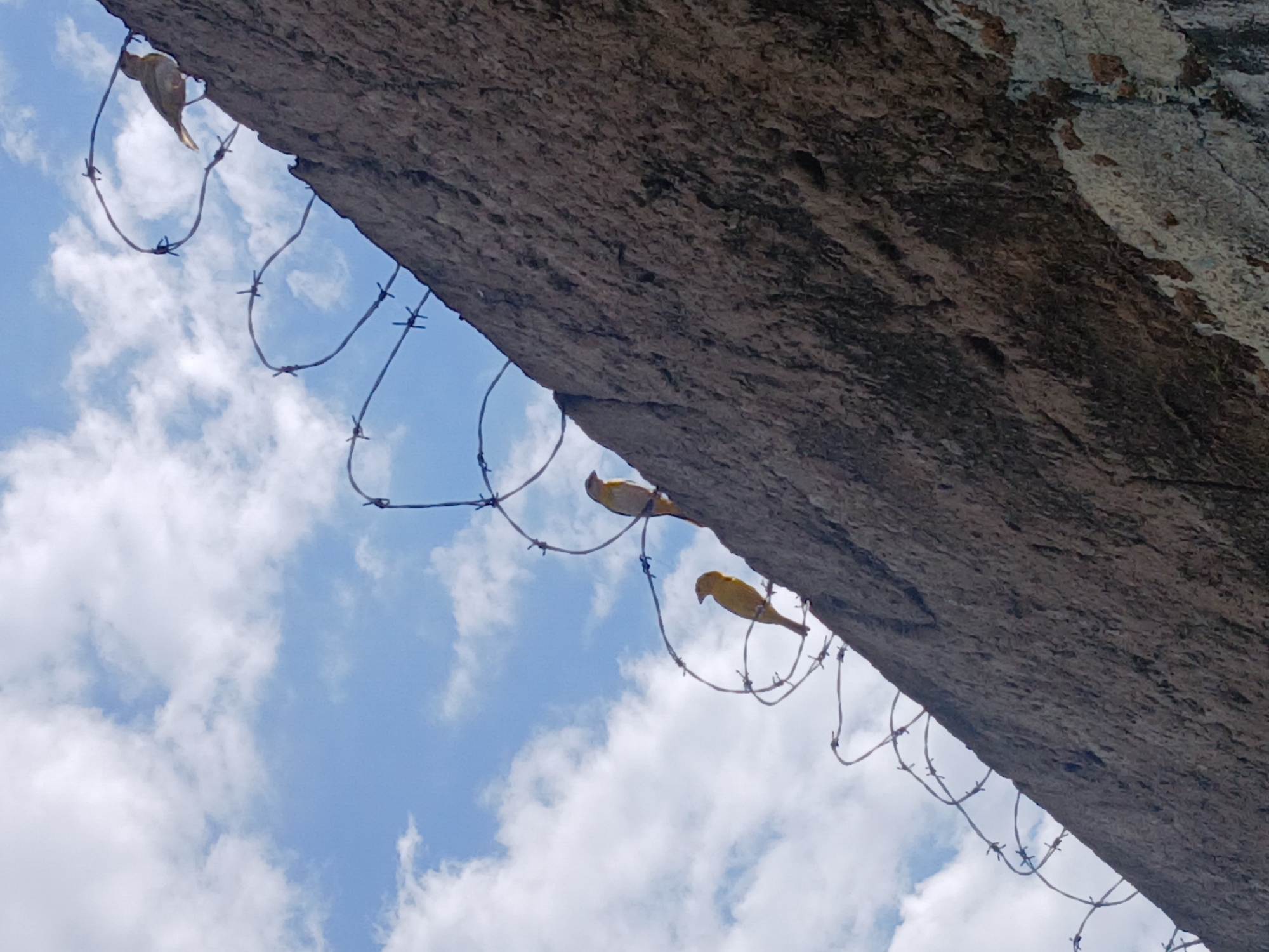 The image captures an upward view of a concrete or rock structure, likely a bridge or overpass, running diagonally across the frame from the top left to the bottom right. Below this structure, several strands of barbed wire are visible, hanging in loops.
Three small, light-colored birds, possibly yellow or yellowish-green, are seen in relation to the barbed wire and the concrete. One bird is positioned towards the far left, appearing to be perched on or very close to the barbed wire, partially obscured by the concrete. Another bird is clearly visible in the mid-ground, perched on a loop of the barbed wire. A third bird is further to the right, also clearly visible, perched near the barbed wire, close to the edge of the concrete structure.
The background consists of a bright blue sky with scattered, fluffy white clouds, indicating a clear, sunny daytime. The concrete structure itself is rough and textured, with varying shades of dark gray and some lighter, possibly weathered or stained, patches. The barbed wire is metallic and appears to be somewhat aged.
The scene depicts a natural element (the birds and sky) coexisting with man-made structures (concrete and barbed wire), common in urban or industrial settings like Ciudad Guayana, Venezuela. There is no visible text in the image.