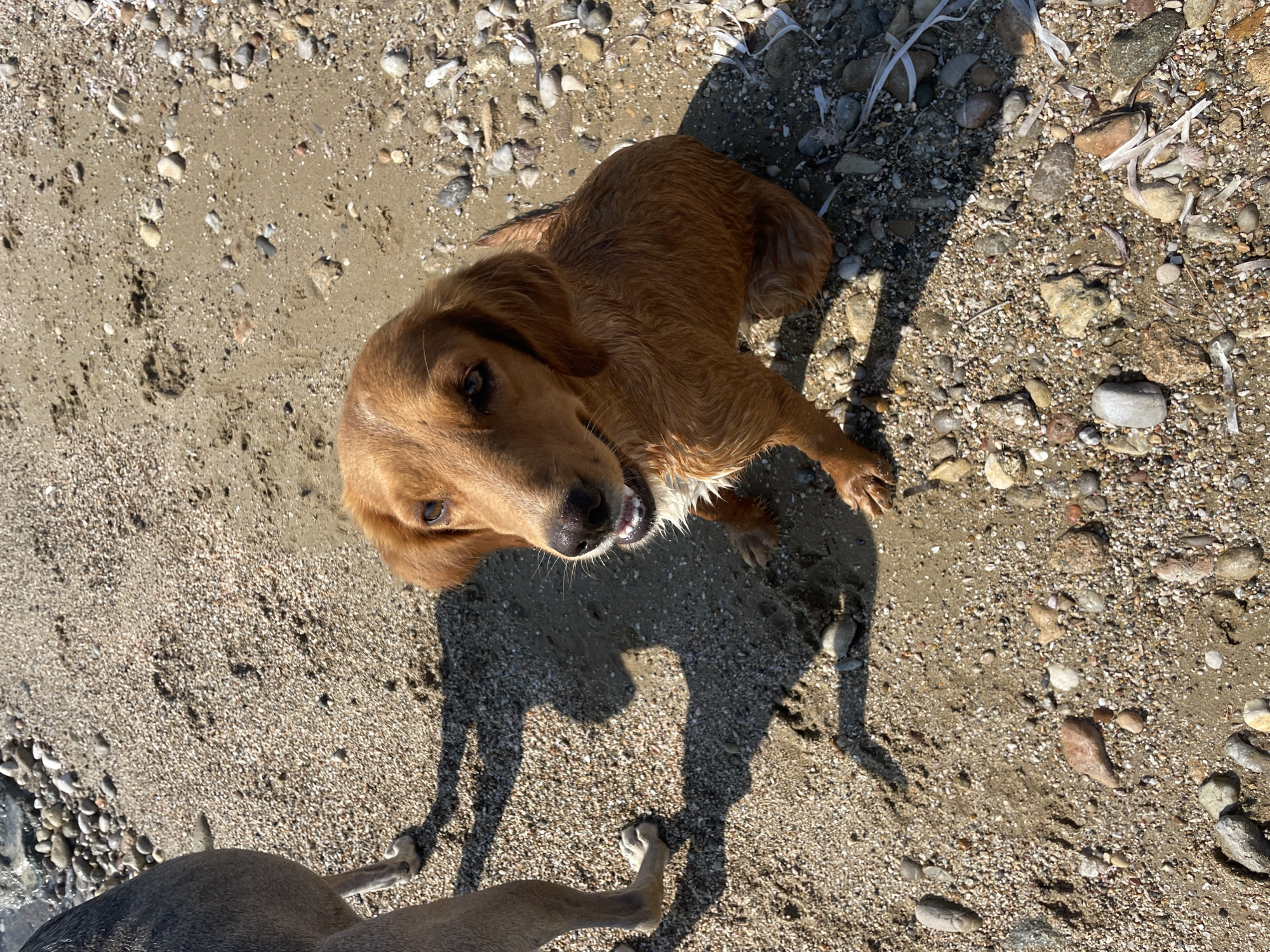 A medium shot captures a brown-furred dog sitting on a sandy beach in Spathariko, Northern Cyprus. The dog is looking towards the viewer with its mouth slightly open, revealing its teeth. Its fur appears wet, suggesting it may have recently been in the water. To the left of the frame, the hindquarters and legs of another, larger dog are visible, casting a long shadow on the sand. The beach is covered in sand and small pebbles, with some larger stones scattered around. The lighting suggests it is a sunny day.