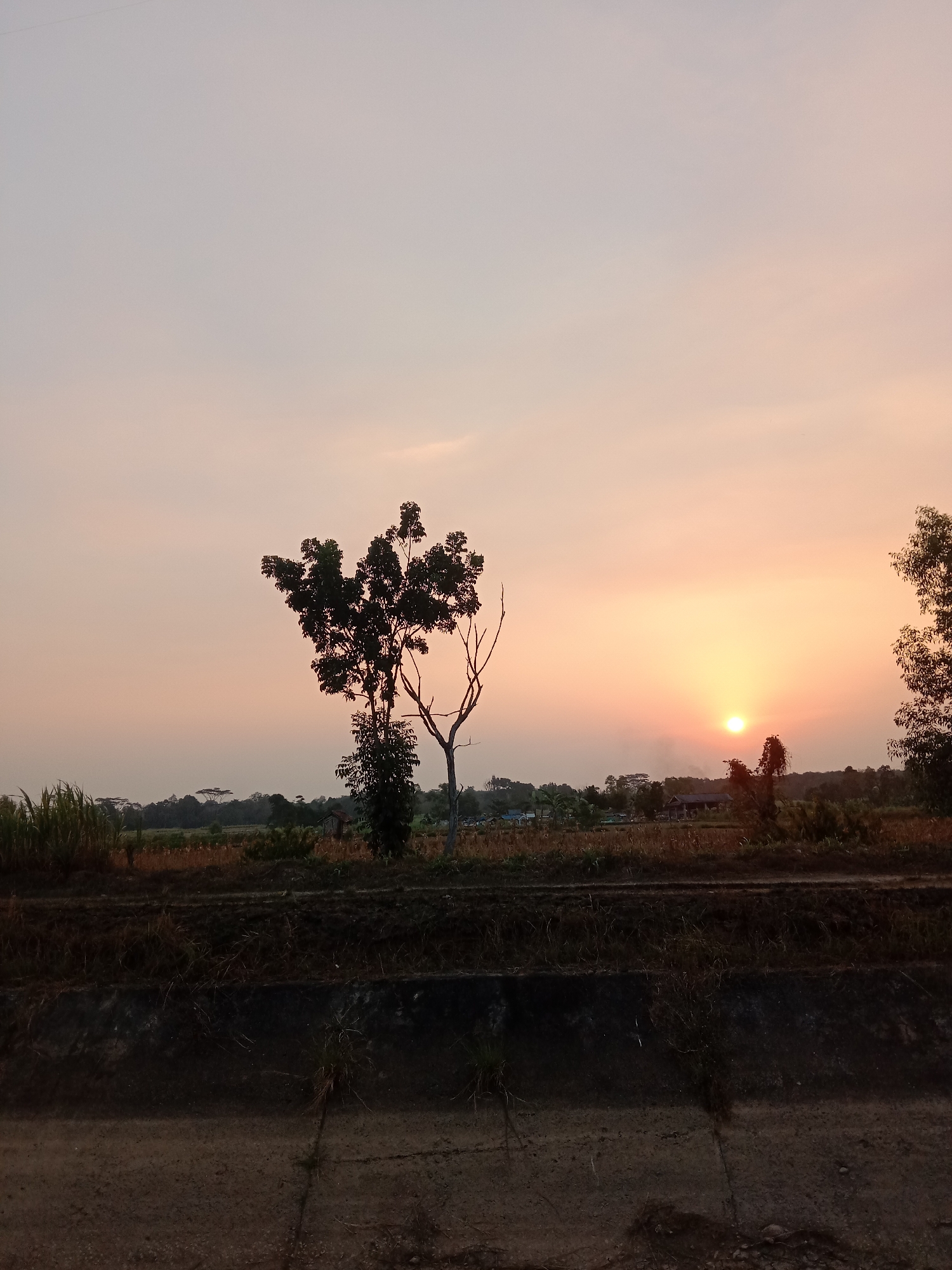A wide-angle photograph captures a rural sunset scene with the sun, a bright orange orb, low on the horizon. The sky transitions from a soft pink and orange near the sun to a pale grey at the top of the frame. Silhouetted trees, including a prominent one with a broad, leafy canopy and a sparser, bare-branched tree to its right, stand in the mid-ground. Beyond the trees, a hazy landscape of fields and scattered structures is visible. In the foreground, a dark, concrete-lined ditch runs horizontally across the lower portion of the image, with dry grass and some vegetation growing along its edges and within it. The overall atmosphere is serene and natural, characteristic of a rural setting in Utama Jaya Mataram, Indonesia.