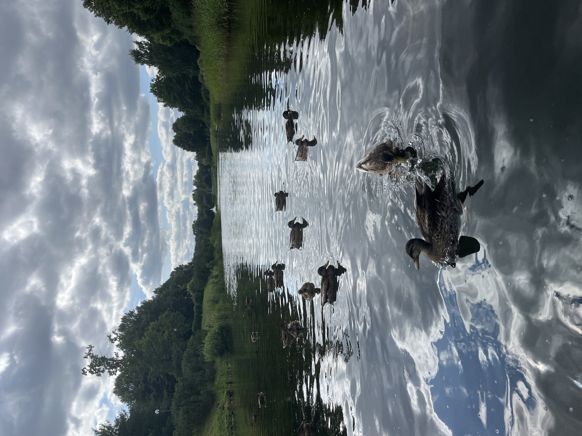In the city of Kohtla-Järve, Estonia, a body of water is visible, reflecting a cloudy sky. A flock of mallard ducks is swimming in the water, some in the foreground and others further back. The banks of the water body are lined with trees and greenery. The overall scene depicts a serene natural environment within an urban setting.