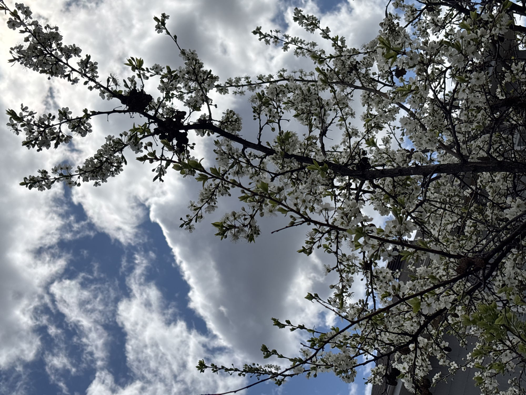 The image shows a tree with white blossoms against a backdrop of a cloudy sky. Patches of blue sky are visible through the clouds. The tree branches are silhouetted against the sky, with the blossoms appearing white. Some branches have small green leaves emerging. Several dark masses on the branches are visible, possibly nests or dead branches. A tall building is partially visible in the upper right and bottom right corner of the image. There is no information that confirms the image was taken in Prikamskii, Russia. The picture shows a natural setting with the tree as a primary subject. There are no people, clear actions, or interactions visible in the image.