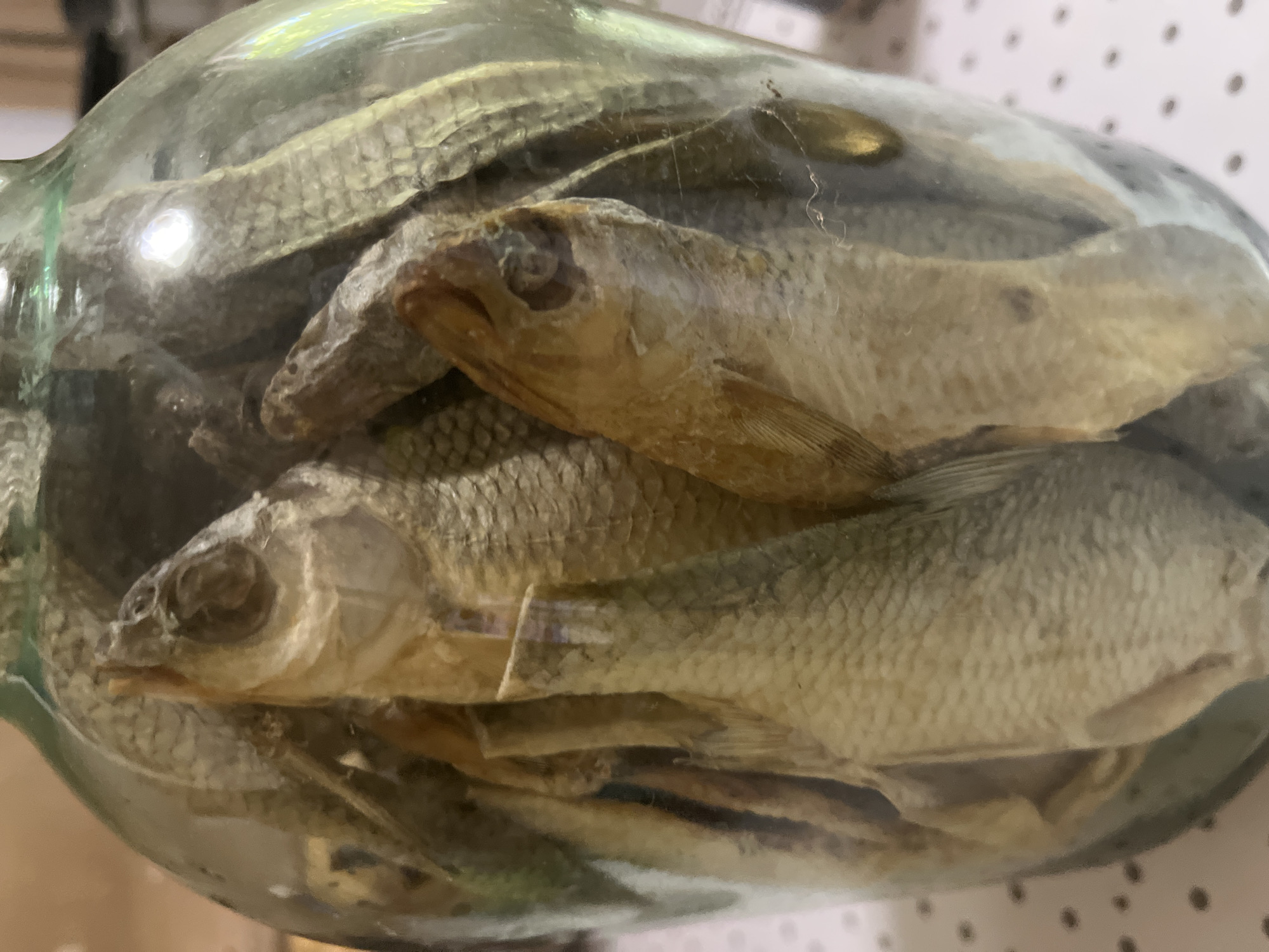A close-up, eye-level shot shows a clear glass jar filled with dried fish. The fish are pale brown and gray, with visible scales and heads. They are packed tightly inside the jar, with their bodies curved and their tails pointing upwards. The jar is partially filled with a liquid, possibly oil or brine, which is not fully visible. The background is blurred, but appears to be a light-colored surface with a pattern of dark dots, possibly a tablecloth or countertop. The lighting is bright, creating reflections on the glass jar. The image is sharp and detailed, highlighting the texture of the fish and the glass. The overall impression is one of preserved food. The location is the city of Krasnyye Barrikady, Russia.