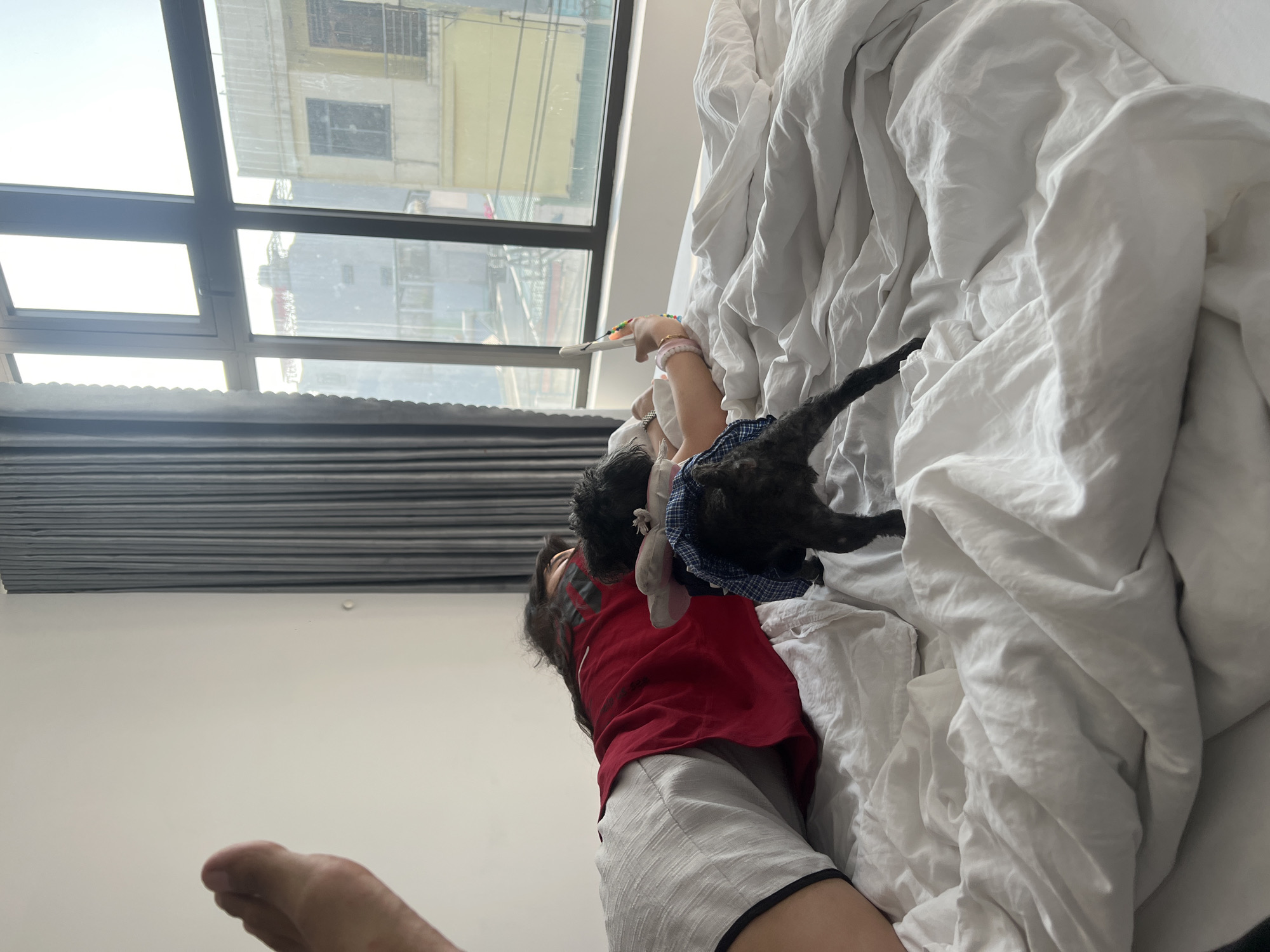 A person is lying in bed in a room with a large window in Quy Nhon Ward, Vietnam. The person is wearing a red shirt and light grey shorts. A small black dog wearing a blue and white dress is on top of the person, partially obscured by white bedsheets. The window is visible, showing buildings and the urban landscape outside. The window has grey blinds. The floor is light-colored. A foot is visible in the lower left corner. The person's right hand is holding a white object. The bedsheets are rumpled.