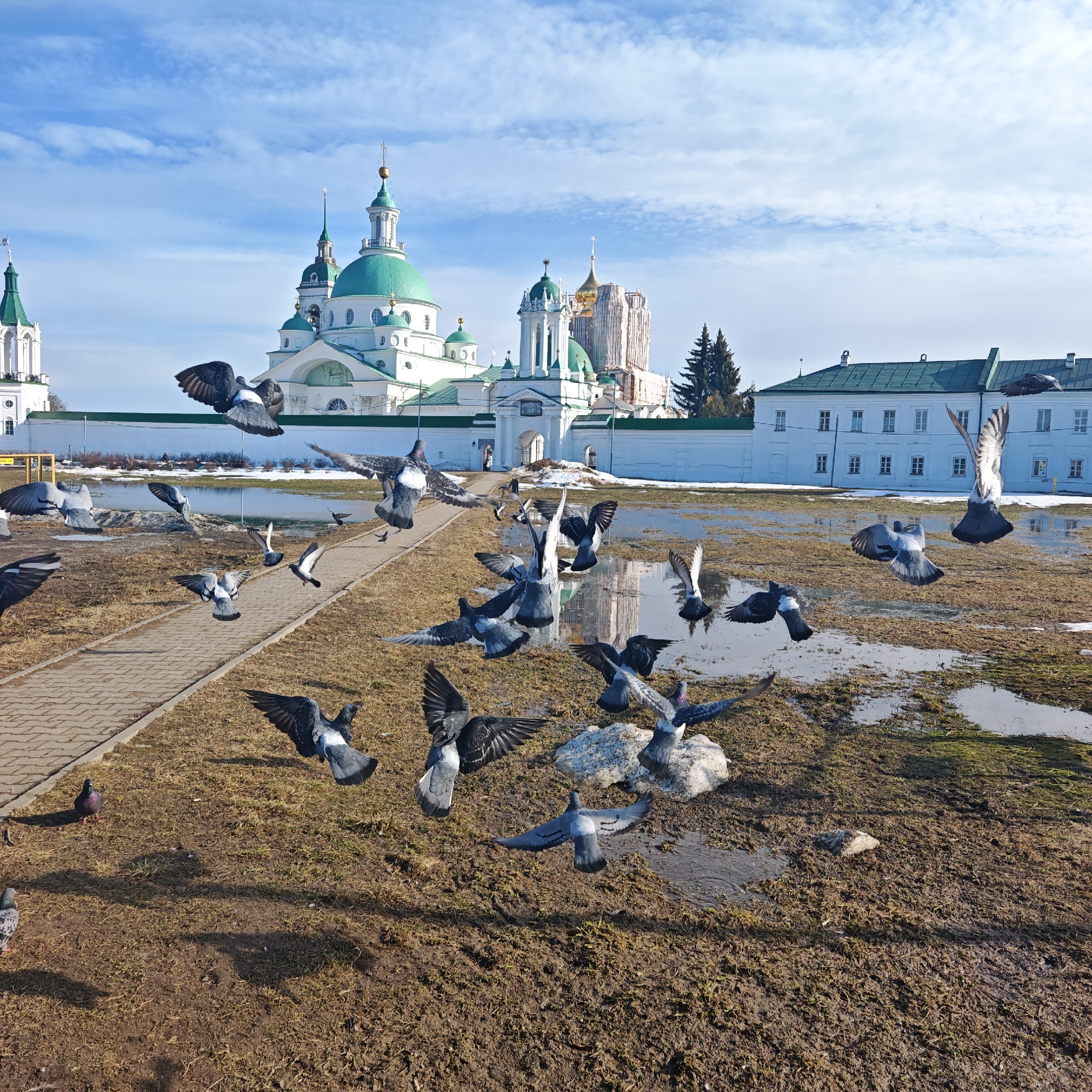 The image depicts a daytime scene at the Spaso-Yakovlevsky Monastery in Rostov, Russia, under a partially cloudy blue sky.
In the foreground, a large expanse of muddy, discolored ground with sparse dry grass and numerous puddles of water covers the lower two-thirds of the frame. A light-colored paved pathway, composed of rectangular bricks, extends diagonally from the lower left towards the middle left. Approximately 25-30 pigeons are scattered across this area. Many are captured in mid-flight with wings fully extended, either ascending, descending, or hovering just above the ground and water puddles. Their plumage is predominantly grey with prominent white markings visible on their wings and lower backs. A few pigeons are standing on the muddy ground or the paved path.
In the midground, a low, white perimeter wall with a green coping runs horizontally, separating the muddy field from the monastery complex. A large, ornate white archway gate is centrally located within this wall, showing indistinct figures beyond it.
The background is dominated by the Spaso-Yakovlevsky Monastery structures. Multiple white-walled buildings with striking green onion domes topped with golden crosses are visible. The main cathedral features multiple domes of varying sizes. To the right of the central archway, one large monastery structure is encased in extensive scaffolding and white protective material, indicating ongoing renovation. Several dark green coniferous trees are positioned near the renovated building and behind the white wall on the right. The puddles in the foreground reflect portions of the monastery buildings and the blue sky. The overall environment suggests a period of thaw, likely early spring, due to the muddy ground, puddles, and remnants of snow in distant patches.