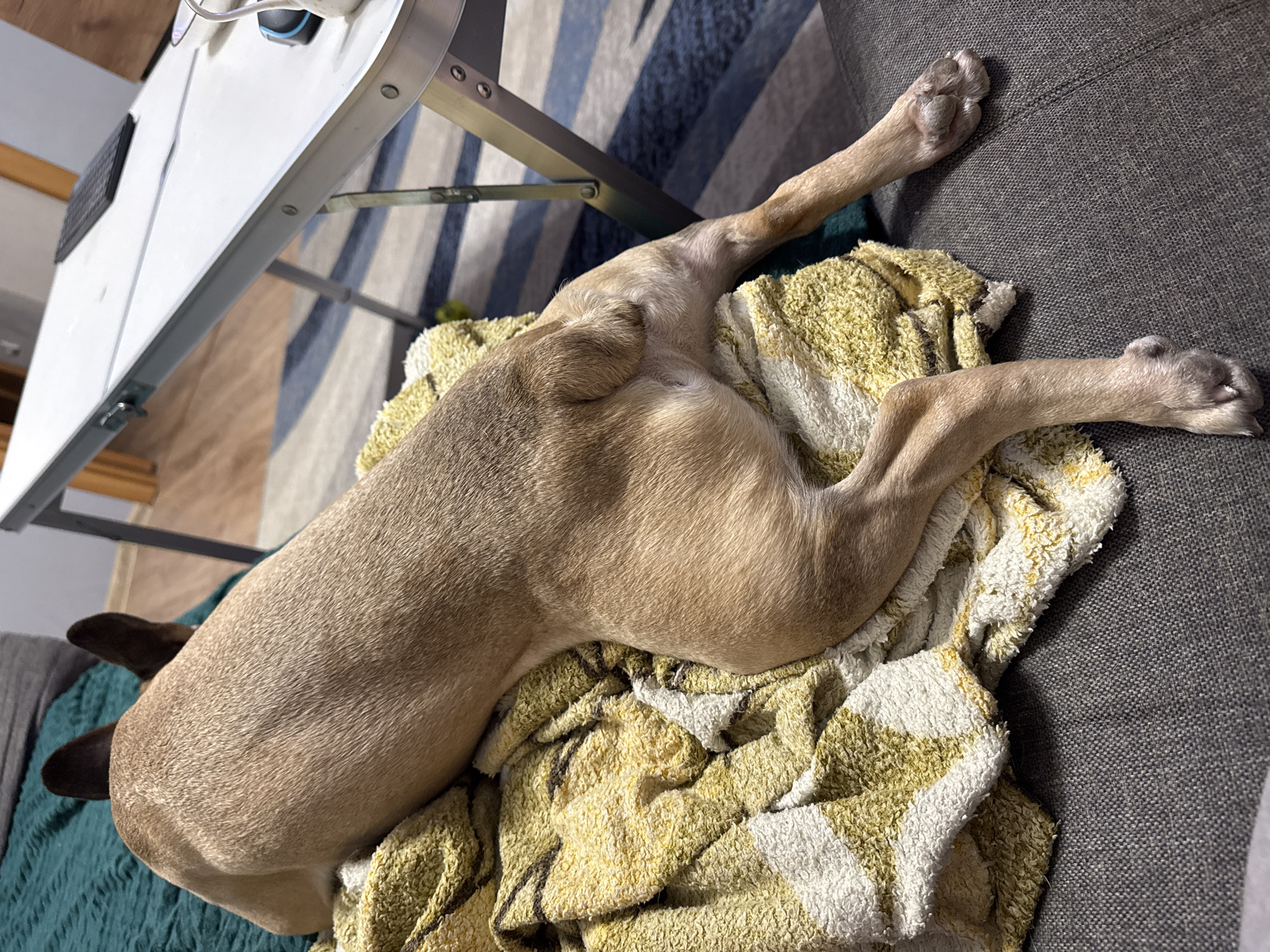 A tan-colored dog with dark ears is lying on a yellow and white patterned towel, which is on top of a gray couch. The dog's body is long and stretched out. To the right of the dog, a white folding table with metal legs is visible. On the table, a black keyboard and a white object with a black base are present. The background shows a floor with a striped rug and wooden doors. The scene appears to be indoors, likely in a residential setting. The location is identified as Mikhaylovsk, Russia.