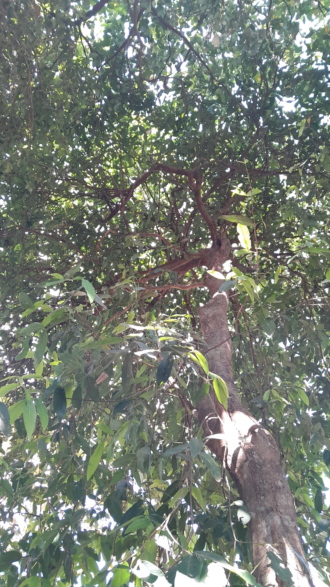 A close-up, low-angle shot captures the dense canopy of a tree, its branches and foliage filling most of the frame. Sunlight filters through the leaves, creating a dappled effect and illuminating parts of the tree trunk. The trunk, with its textured bark, is visible on the right side of the image, emerging from the bottom and extending upwards. The leaves are predominantly green, with some appearing lighter or darker due to the play of light and shadow. The scene appears to be outdoors, with no human subjects or specific urban elements from Ngraho, Indonesia, clearly identifiable. The image focuses on the natural elements of the tree and its environment.