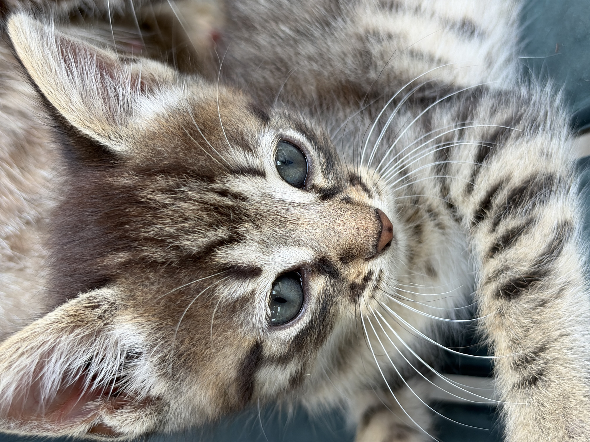 A close-up, high-angle shot captures the head and upper body of a young tabby kitten. The kitten, primarily grey and brown with distinct dark stripes, is lying down, looking towards the upper right of the frame. Its large, striking eyes are a bright blue-green, reflecting the ambient light. Long, numerous white whiskers fan out from its muzzle.
The fur on its face and head shows intricate patterns of light and dark stripes, including a prominent 'M' shape on its forehead. Its ears are pointed, with fine white and beige fur on the inner surfaces and edges. The nose appears a light pinkish-brown. The background is softly blurred, showing hints of the kitten's body and a dark, possibly blue-green surface it is resting on. The lighting is bright and natural, illuminating the soft texture of its fur and the alert expression in its eyes. There is no visible text in the image.