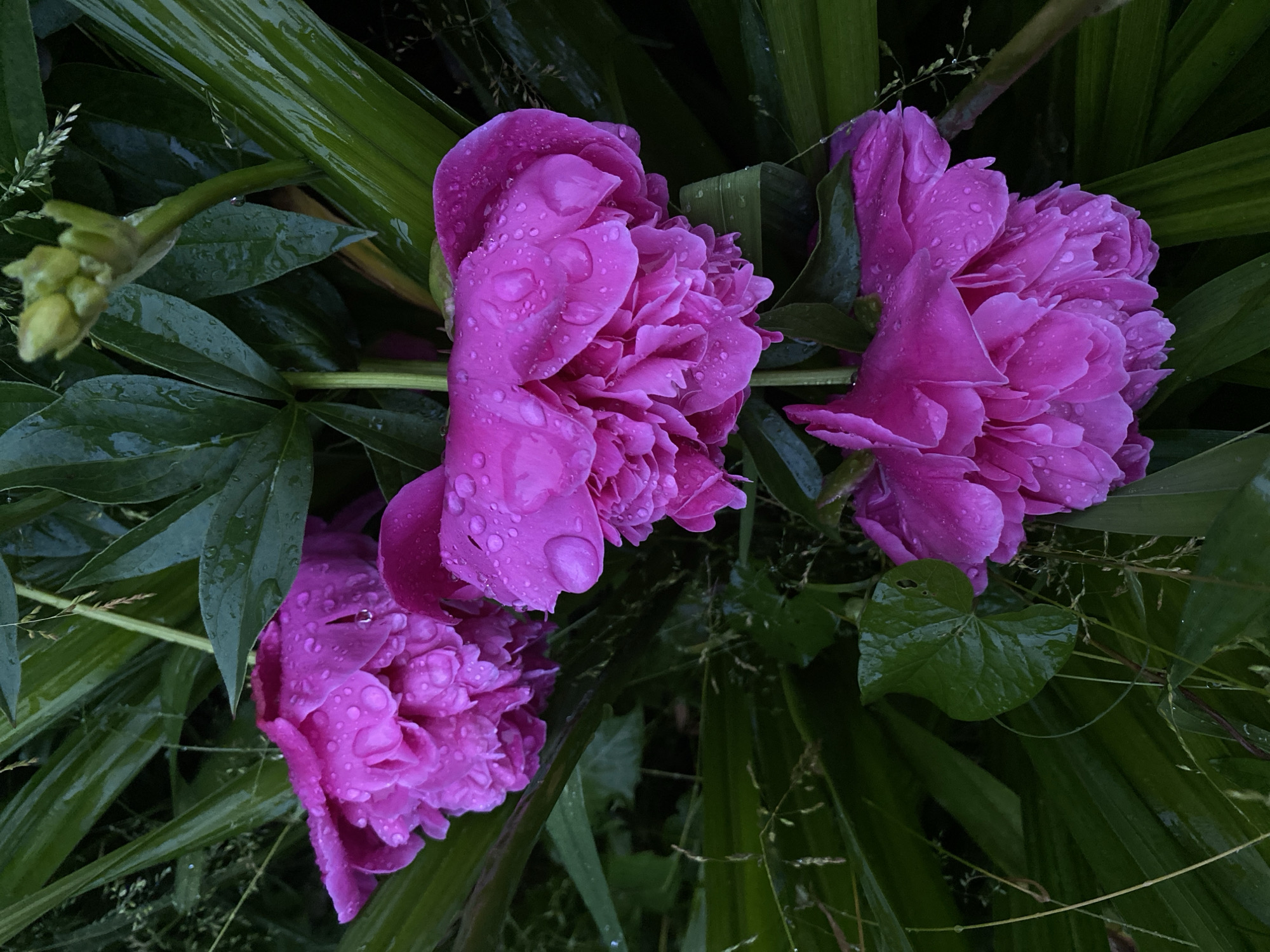 In an outdoor setting, three vibrant fuchsia peonies are captured in a close-up view, their petals adorned with numerous water droplets. The flowers are surrounded by lush, dark green foliage and some slender blades of grass, creating a rich, natural backdrop. The scene is overcast and appears to have recently experienced rain, judging by the wetness on the leaves and flowers. The lighting is soft, typical of a cloudy day. There are no people or man-made structures visible in the frame.