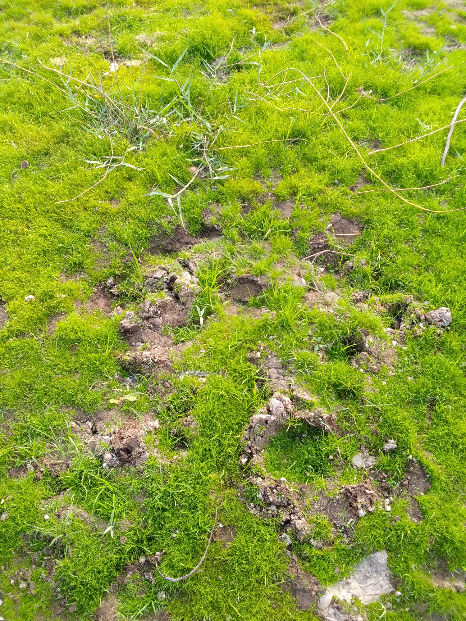 The image displays a patch of green grass with several areas of disturbed soil. Some of the soil is clumped together, forming uneven mounds and depressions within the grass. Thin, dry twigs and grass stalks are scattered across the surface, particularly in the upper portion of the image. The scene appears to be an outdoor, natural environment, possibly a park or a field, with no visible signs of human structures or activity within the frame. The lighting suggests it might be daytime. The image does not contain any information that would allow for its location to be identified as Ciburuy, Indonesia.